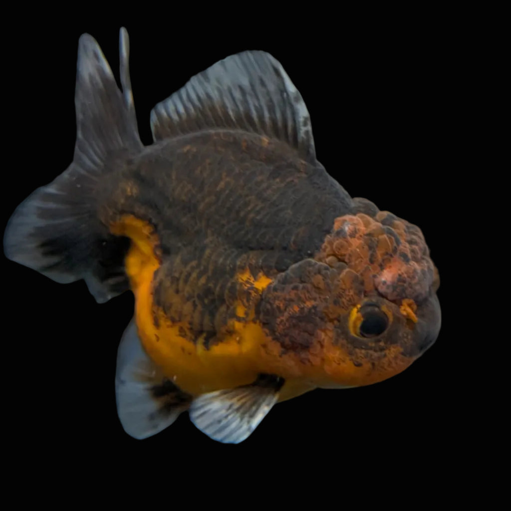 Thai Oranda Shogun Calico 3.5"-4" in. ID#626SG7A-002