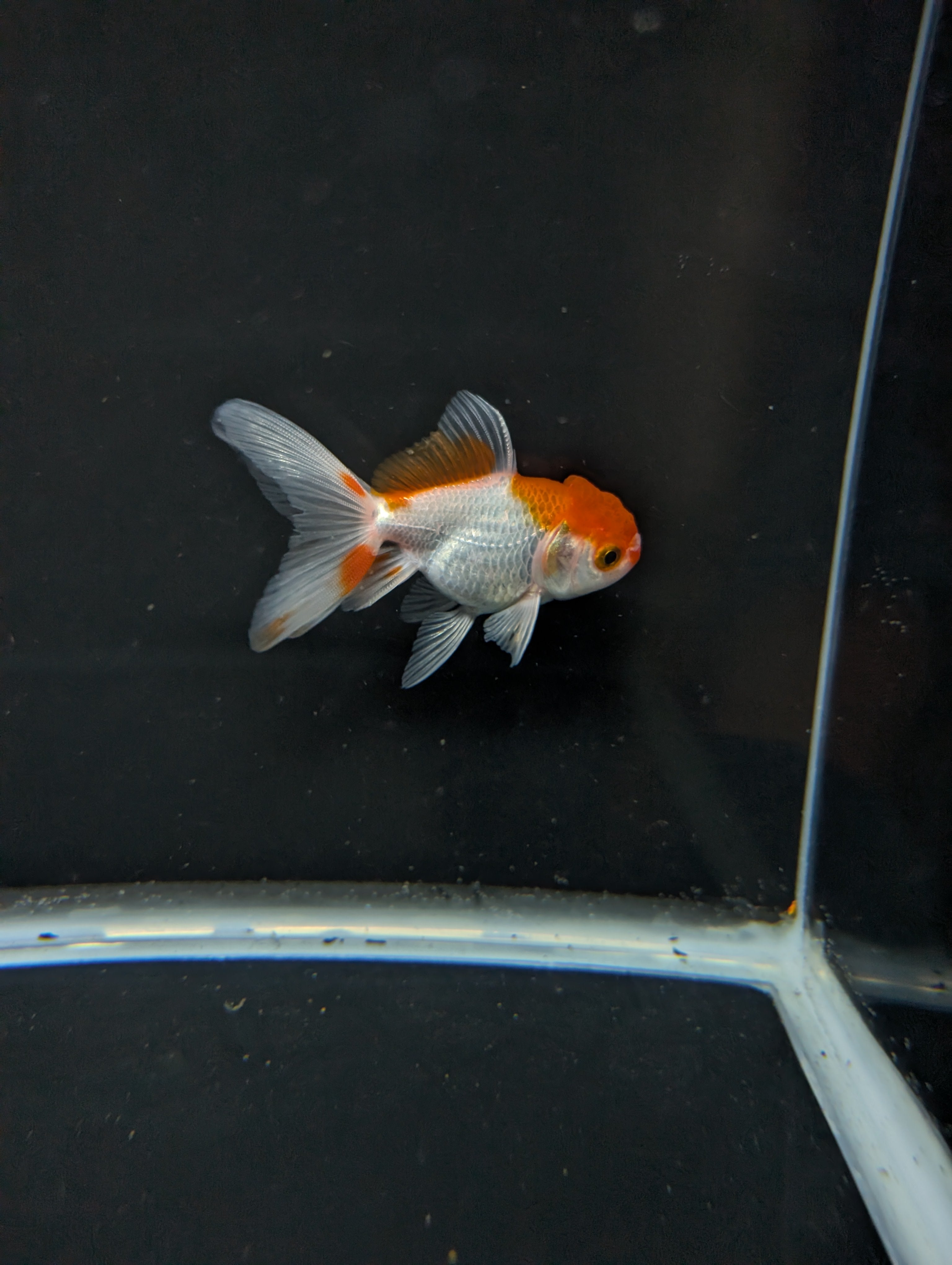Juvenile Oranda  Red White 3"-3.5"in.  ID#619T1A-008