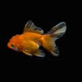 Thai Juvenile Oranda Tricolor 3"-3.5" in.  ID#724T1A-029