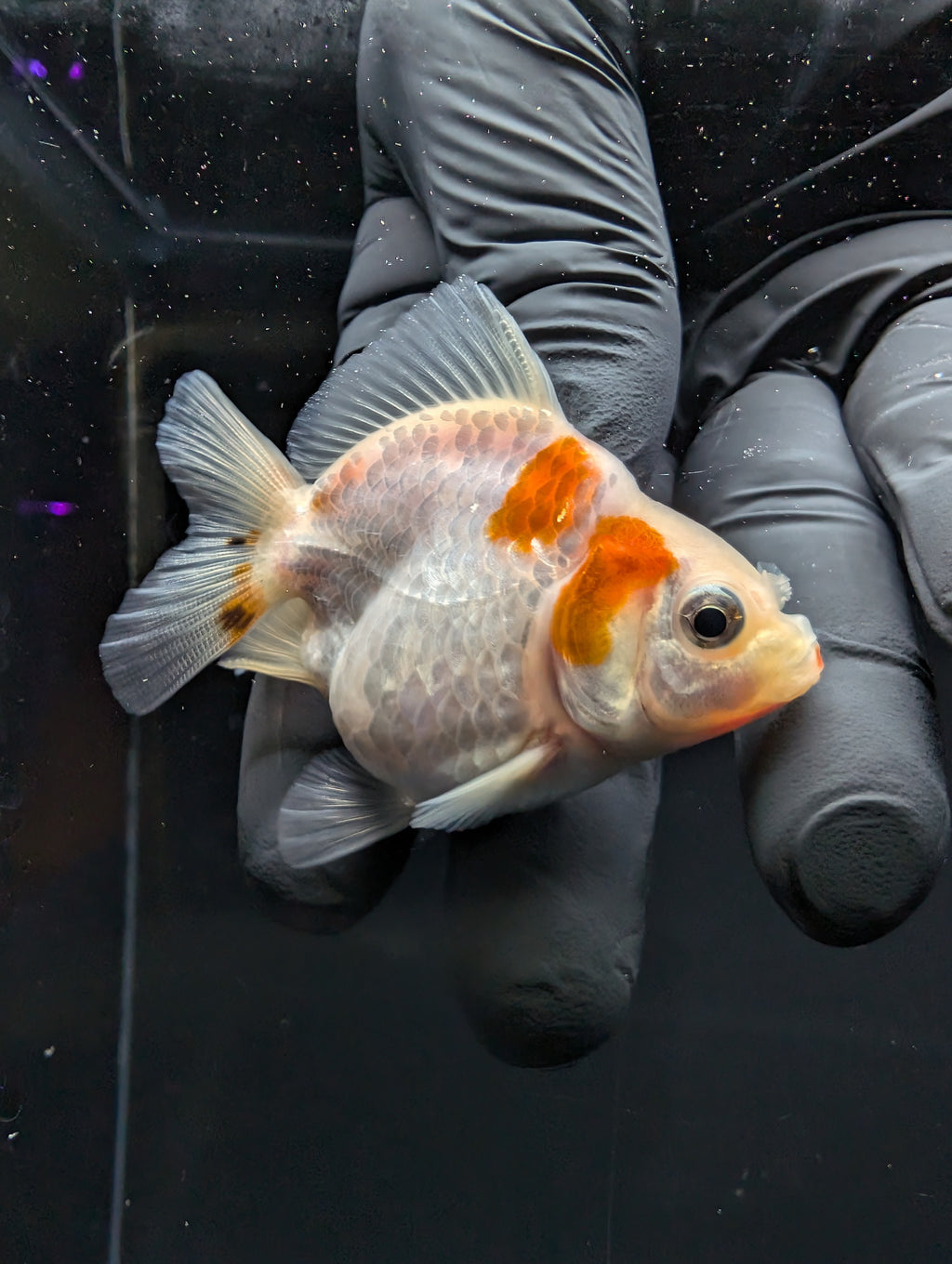 Baby Thai Shogun Oranda Red White 2"-2.5" in. ID#1016BSG11A-004
