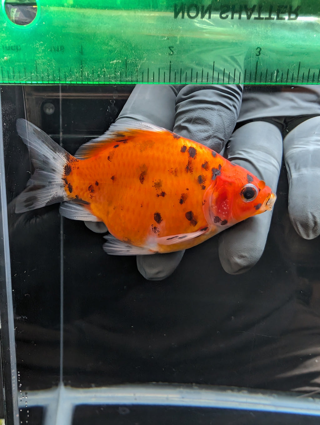 Tamasaba Calico 3.5" in. ID#1023TM1B-024