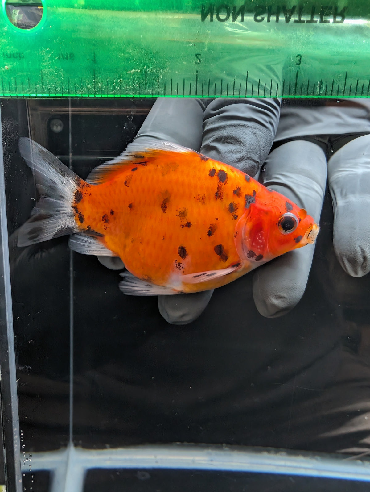 Tamasaba Calico 3.5" in. ID#1023TM1B-024