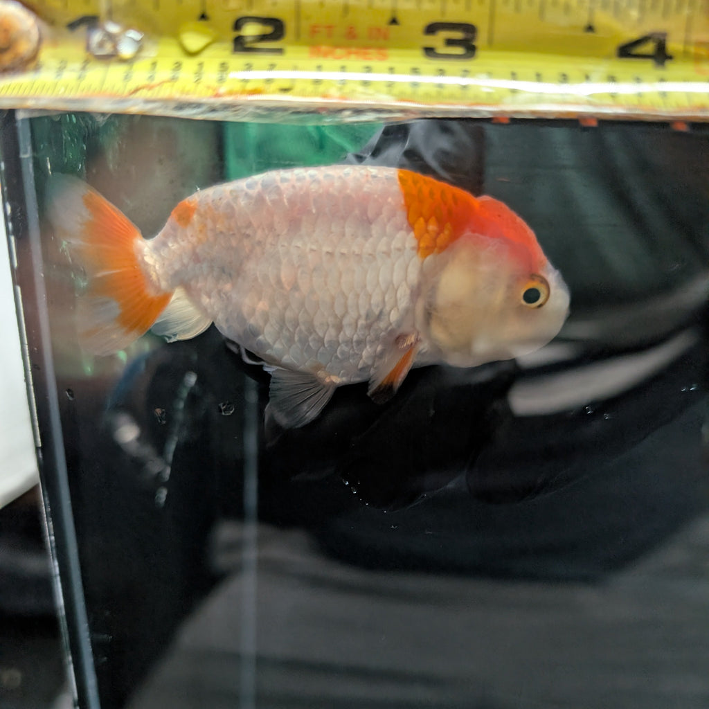Ranchu Red White 3"-3.5" in. ID#3201A-001