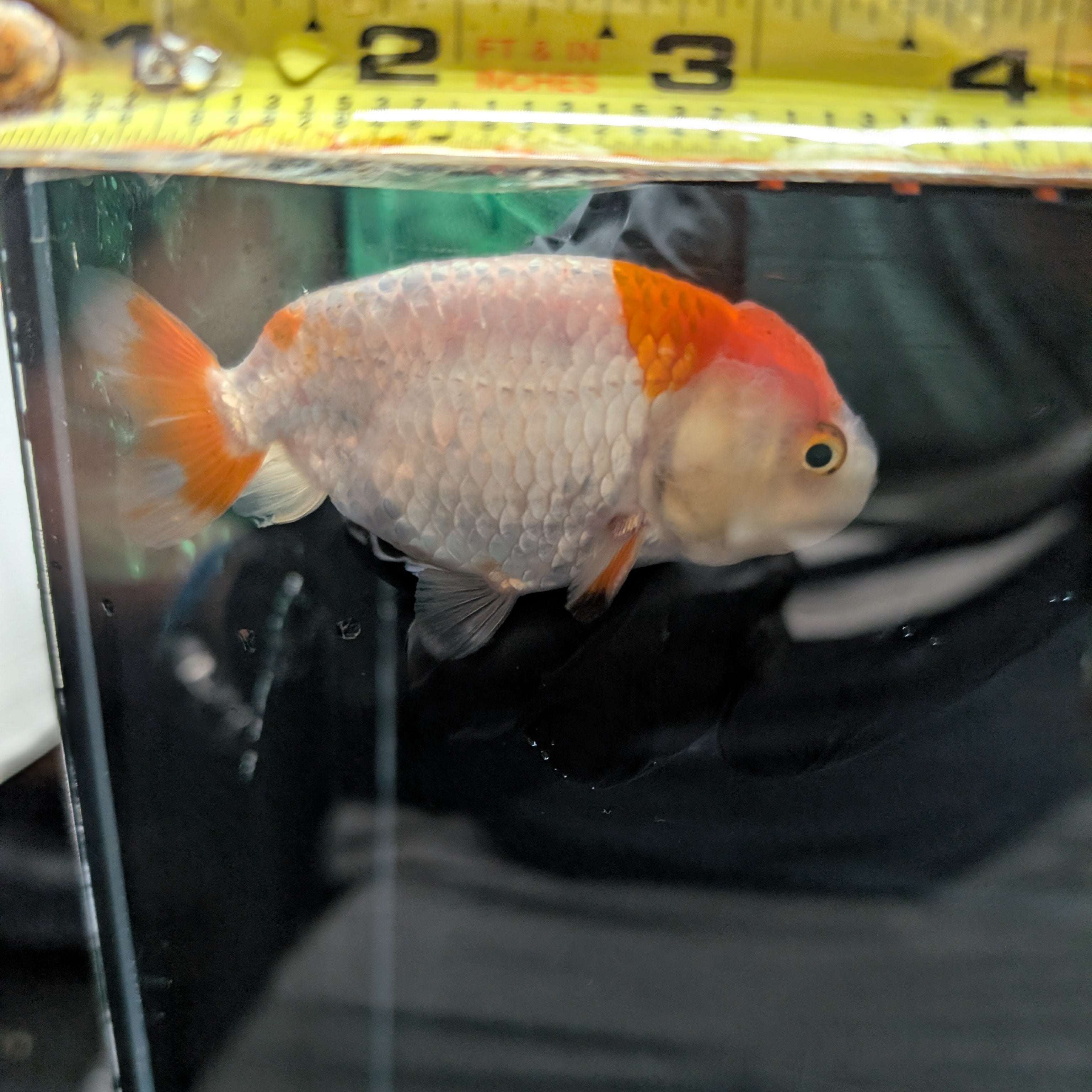 Ranchu Red White 3"-3.5" in. ID#3201A-001
