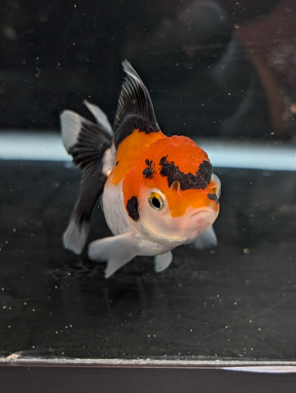 Juvenile Oranda Tricolor 3.5"-4" in.  ID#410T8A-017