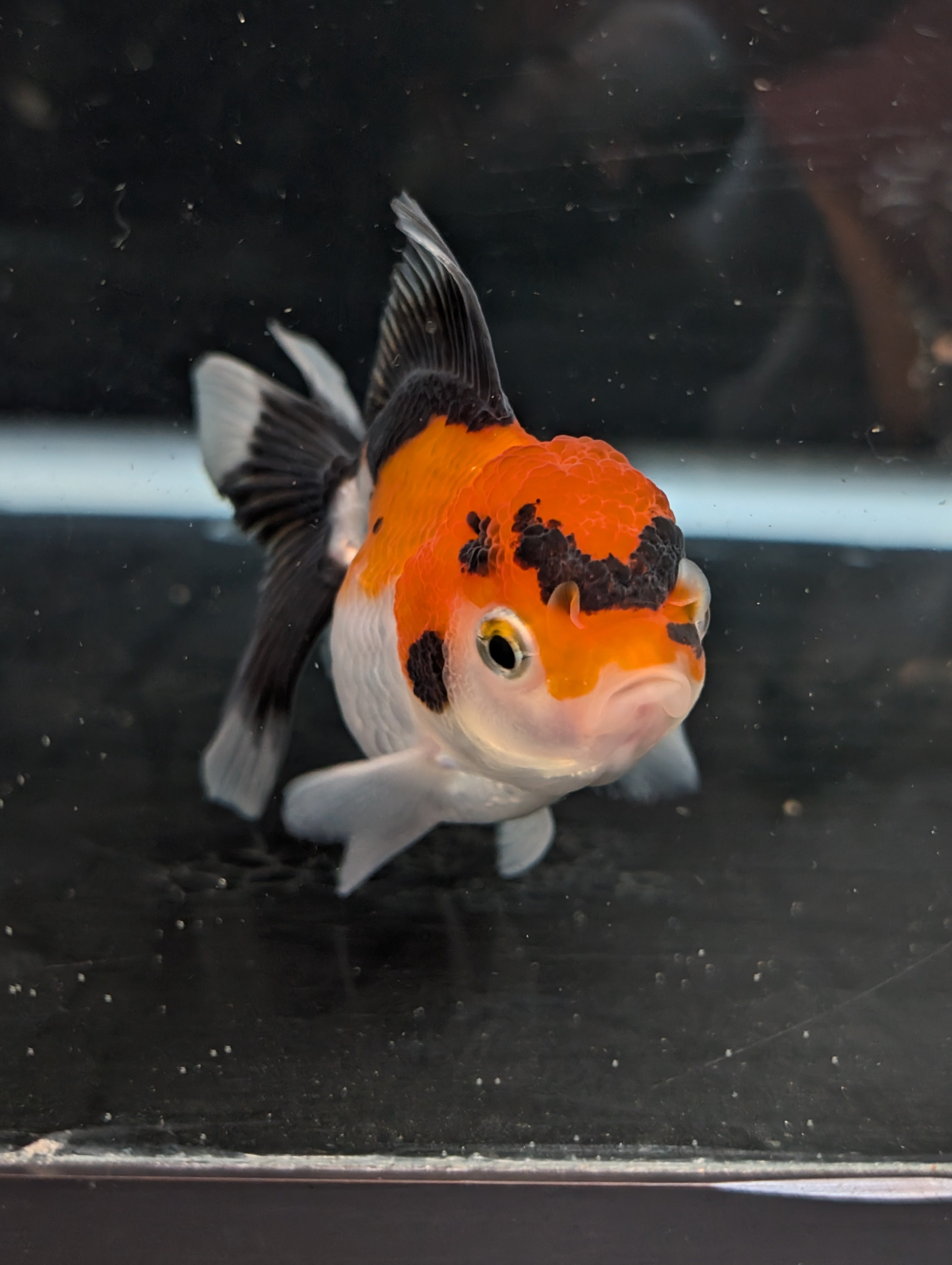 Juvenile Oranda Tricolor 3.5"-4" in.  ID#410T8A-017