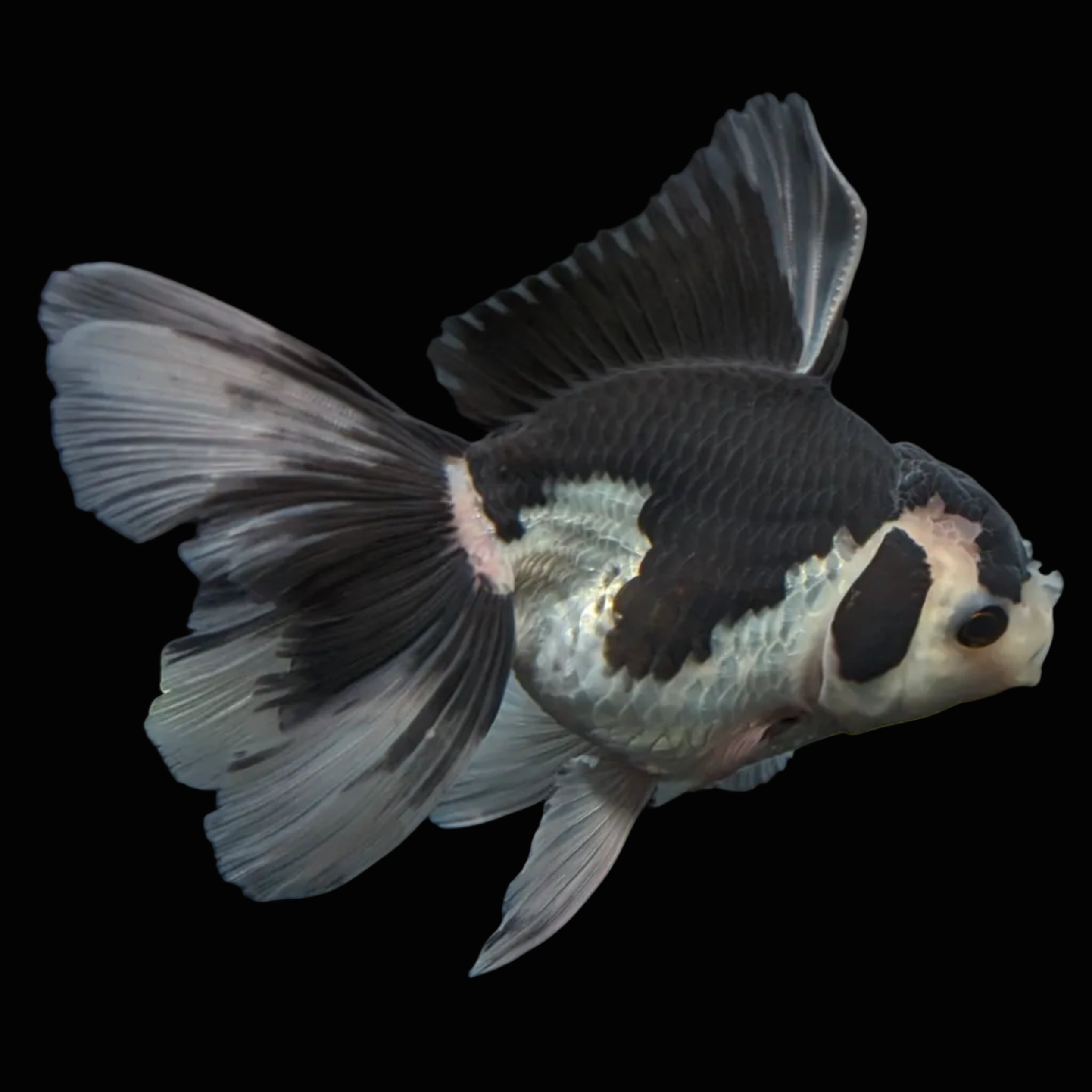 Thai Oranda Panda  4.5"-5"  ID#718T5B-001