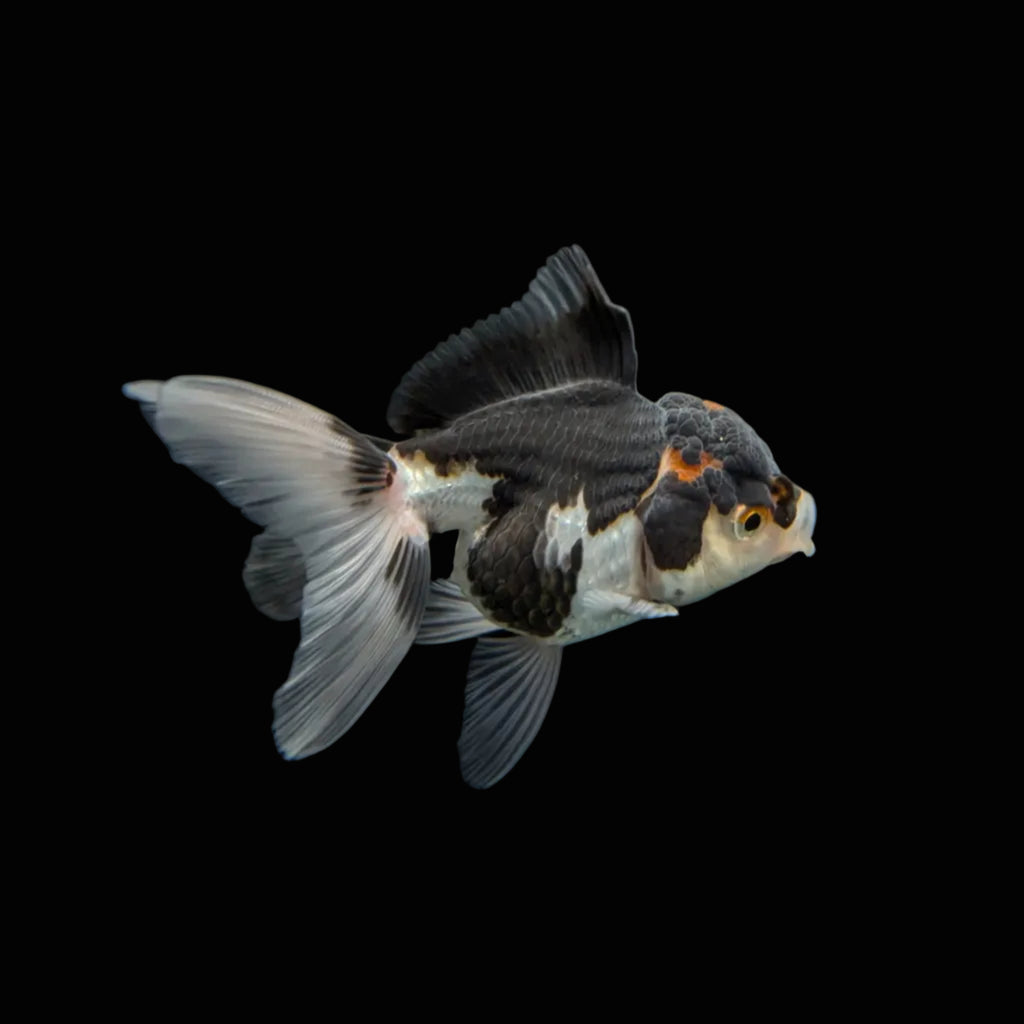 Juvenile Oranda Panda 3.5"-4" in.  ID#320T13b-004