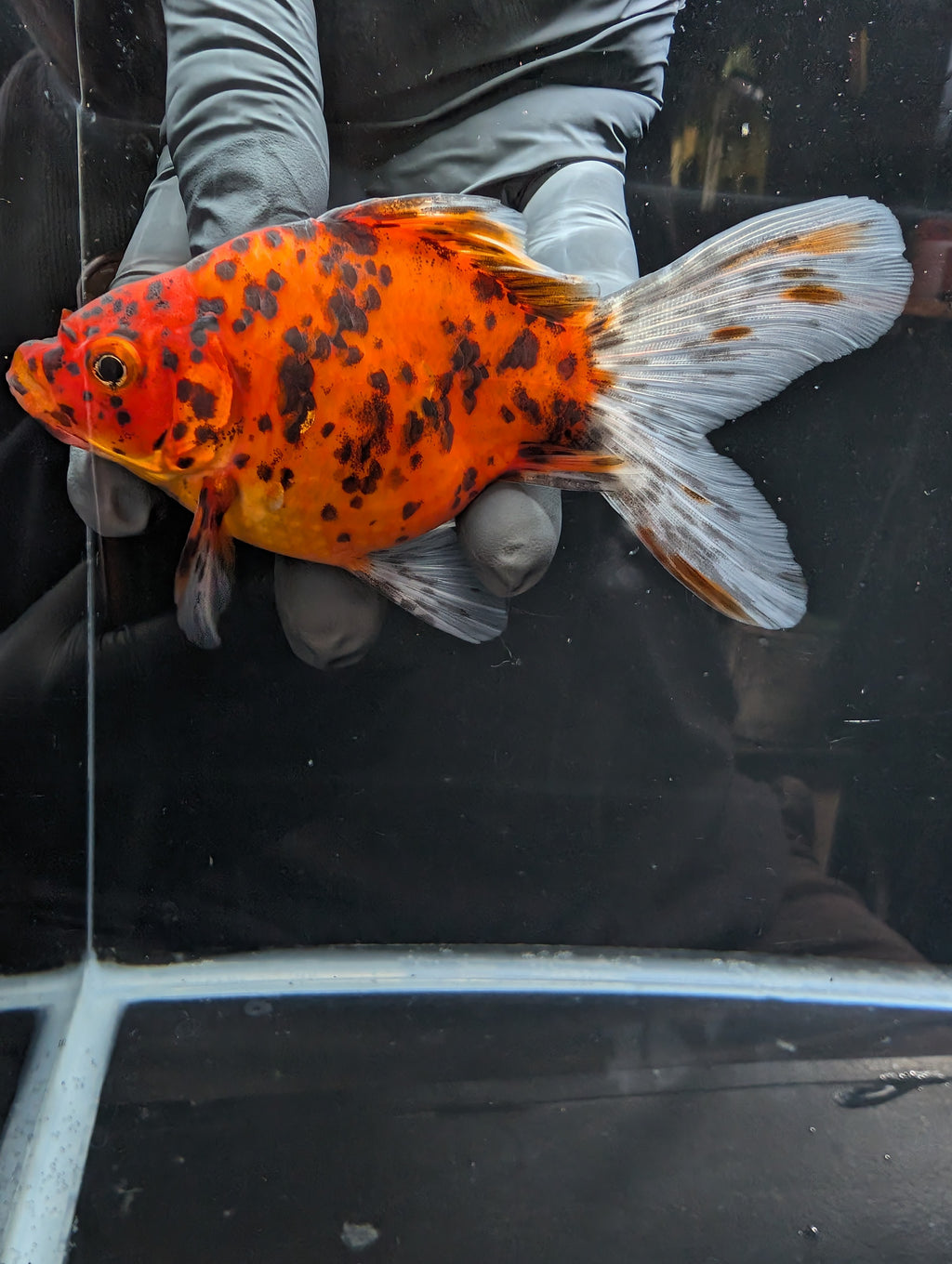 Tamasaba Calico 4" in. ID#1023TM1B-023