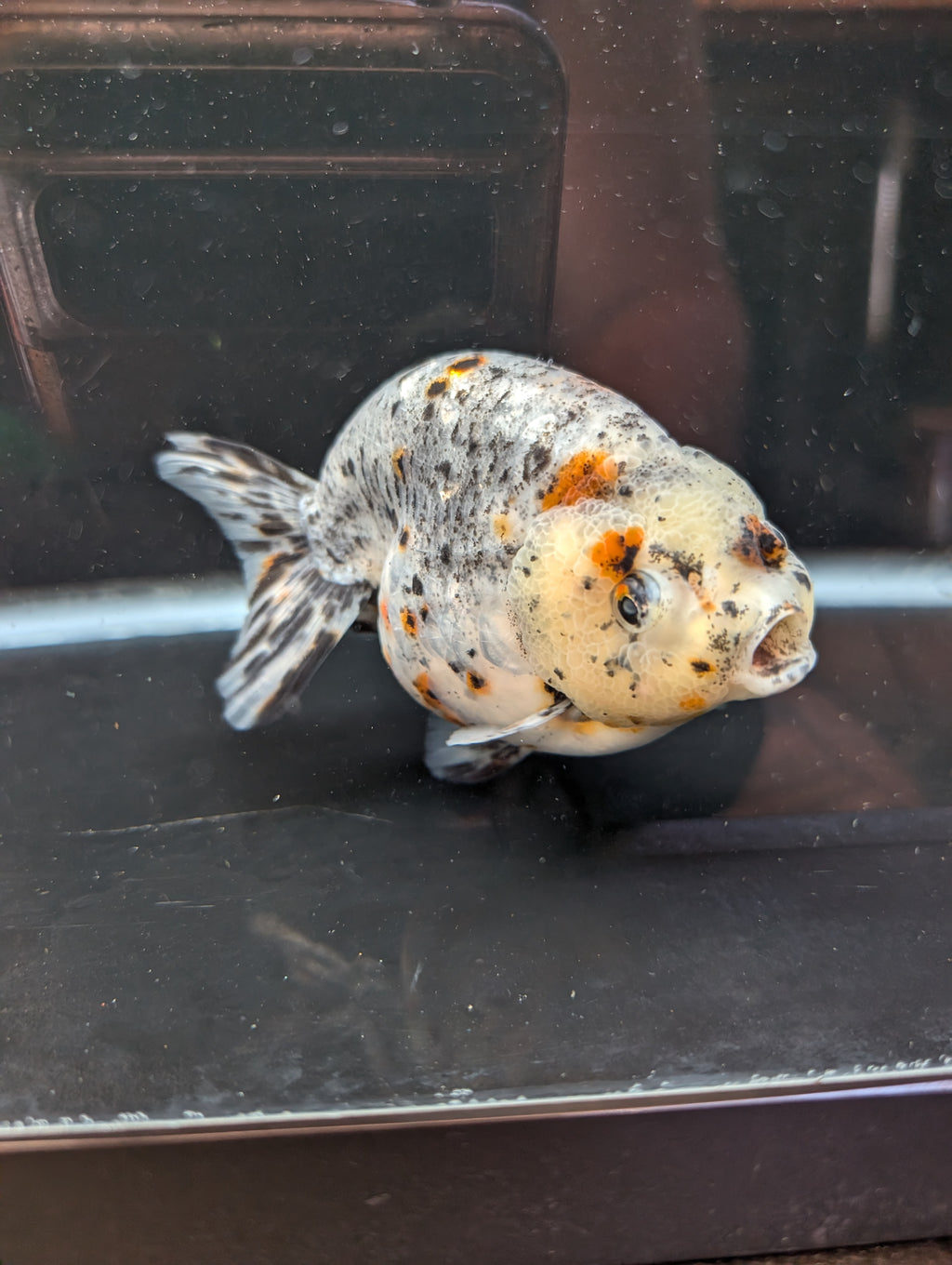 Jumbo Ranchu Kirin Calico 4.5"-5" in. ID#814R8A-025 Please See Notes.