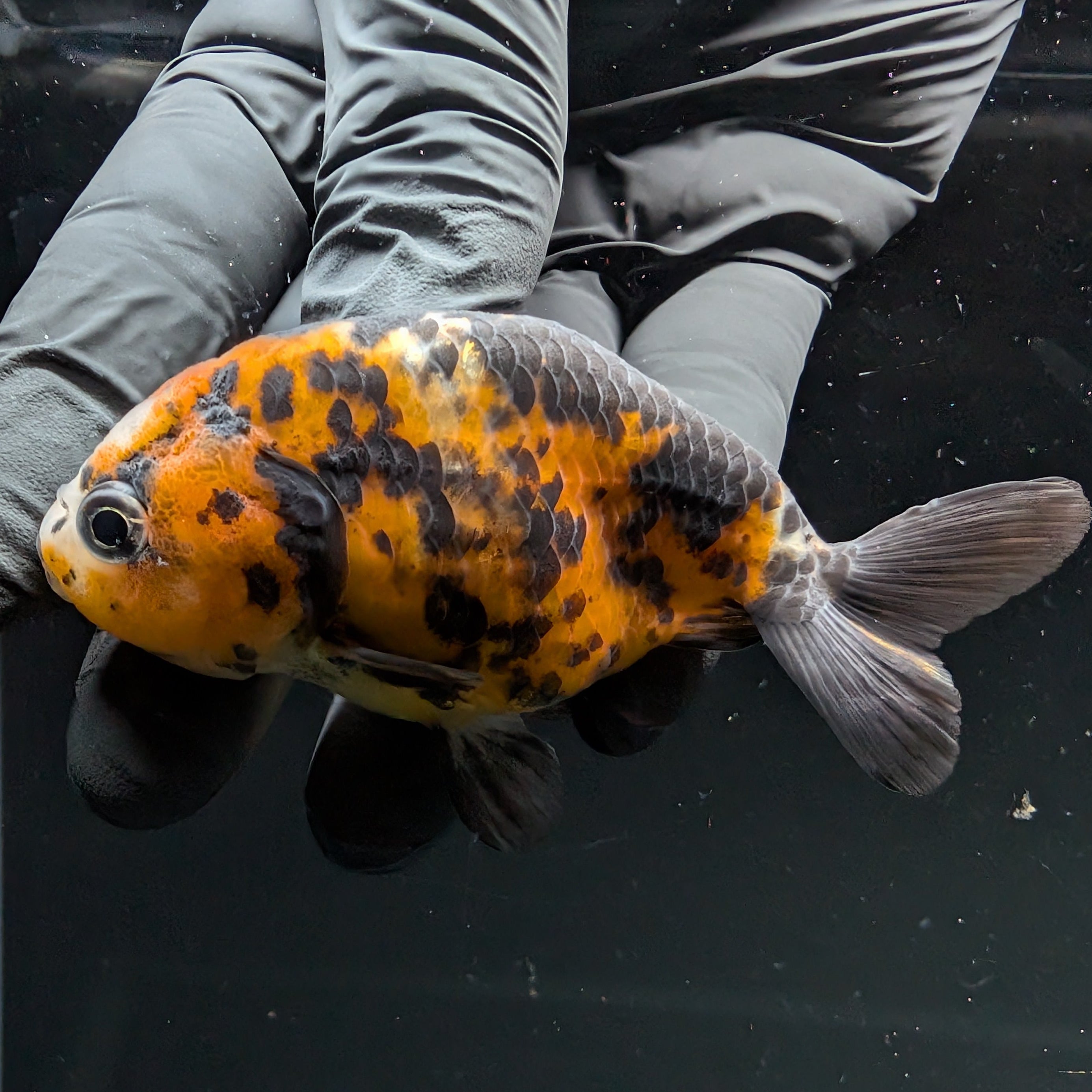Ranchu Calico 2.5"-3" in. ID#724R4A-024
