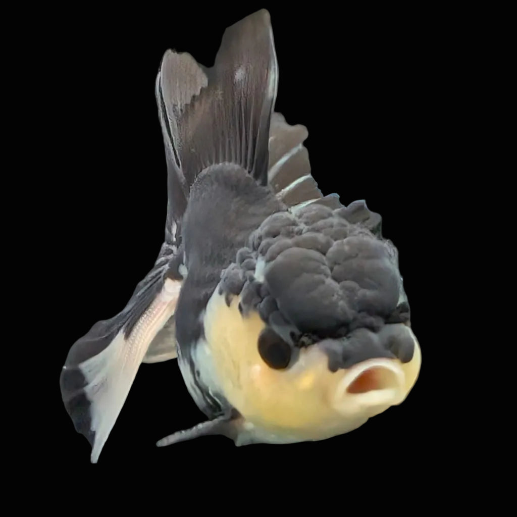 Thai Juvenile Oranda Panda 3.5"-4"in.  ID#731T1A-054