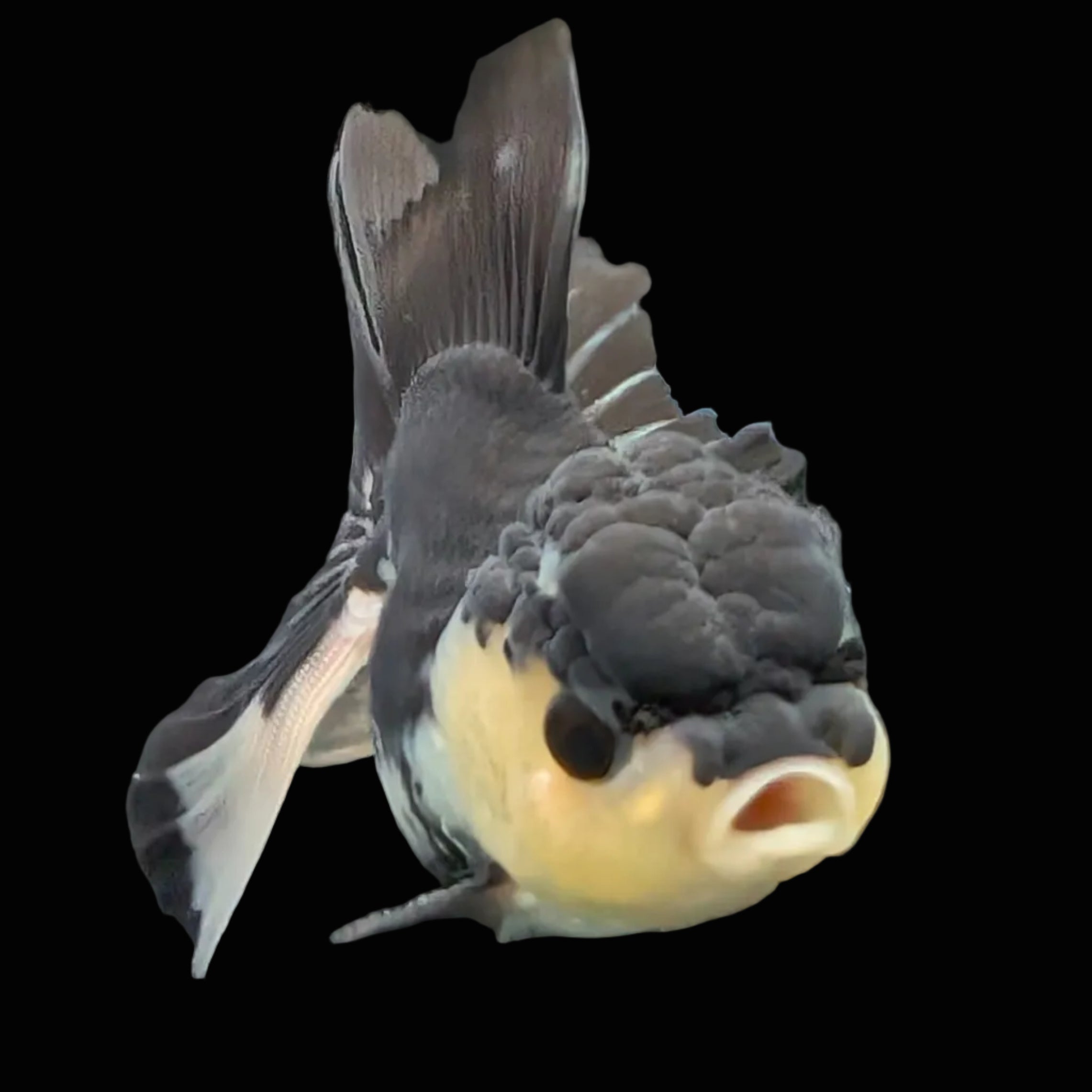 Thai Juvenile Oranda Panda 3.5"-4"in.  ID#731T1A-054