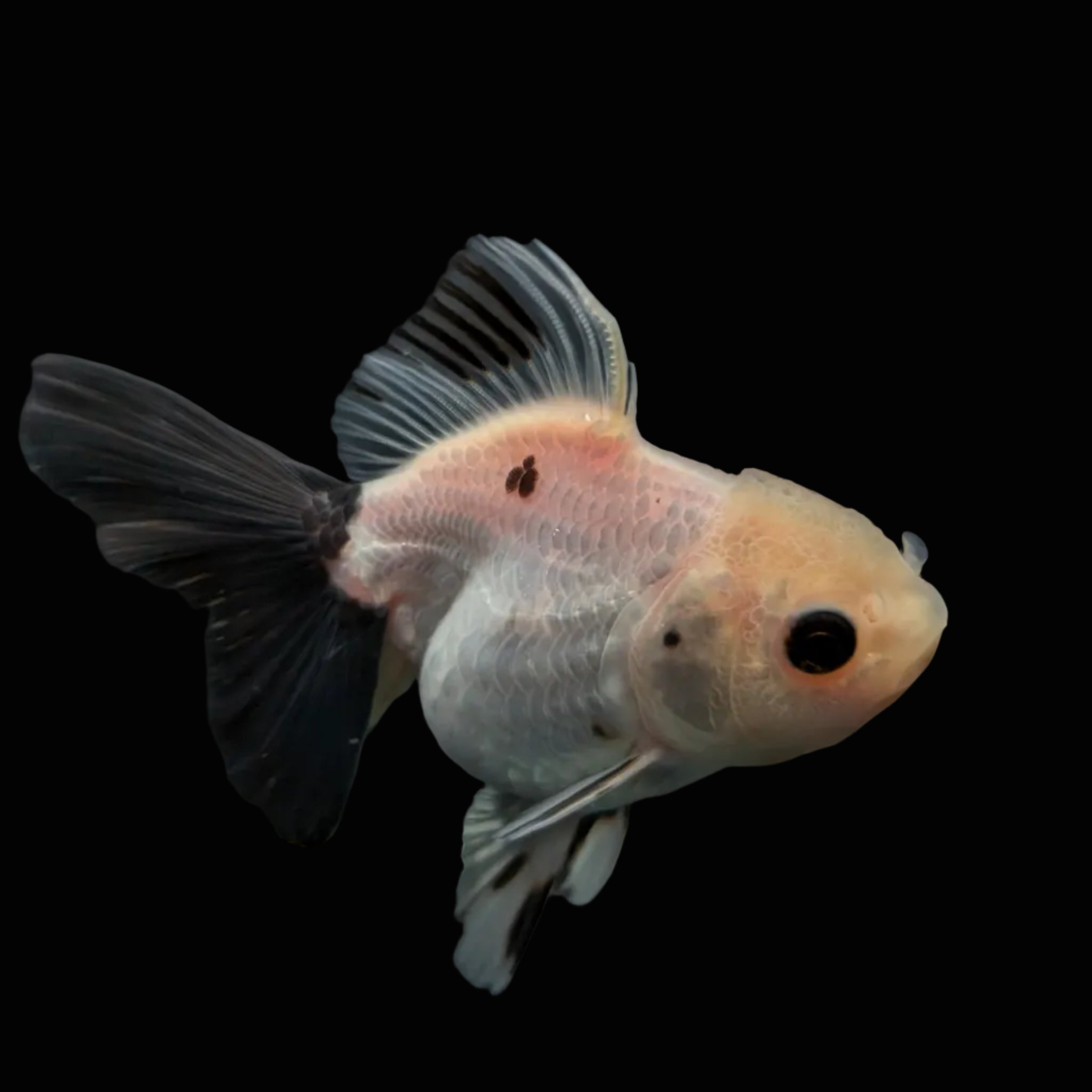 Juvenile Oranda Panda 3.5"-4" in.  ID#424T1A-005