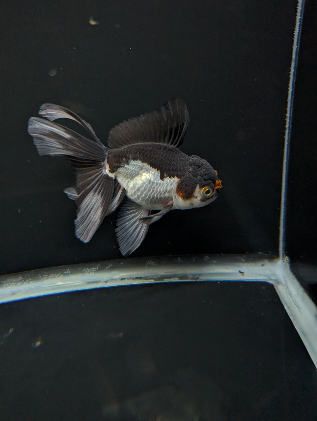 Thai Oranda Panda Tricolor 4"-4.5"in.  ID#1023T1A-026