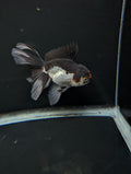 Thai Oranda Panda Tricolor 4"-4.5"in.  ID#1023T1A-026