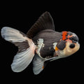 Thai Juvenile Oranda Tricolor 3.5"-4"in.  ID#731T1A-053