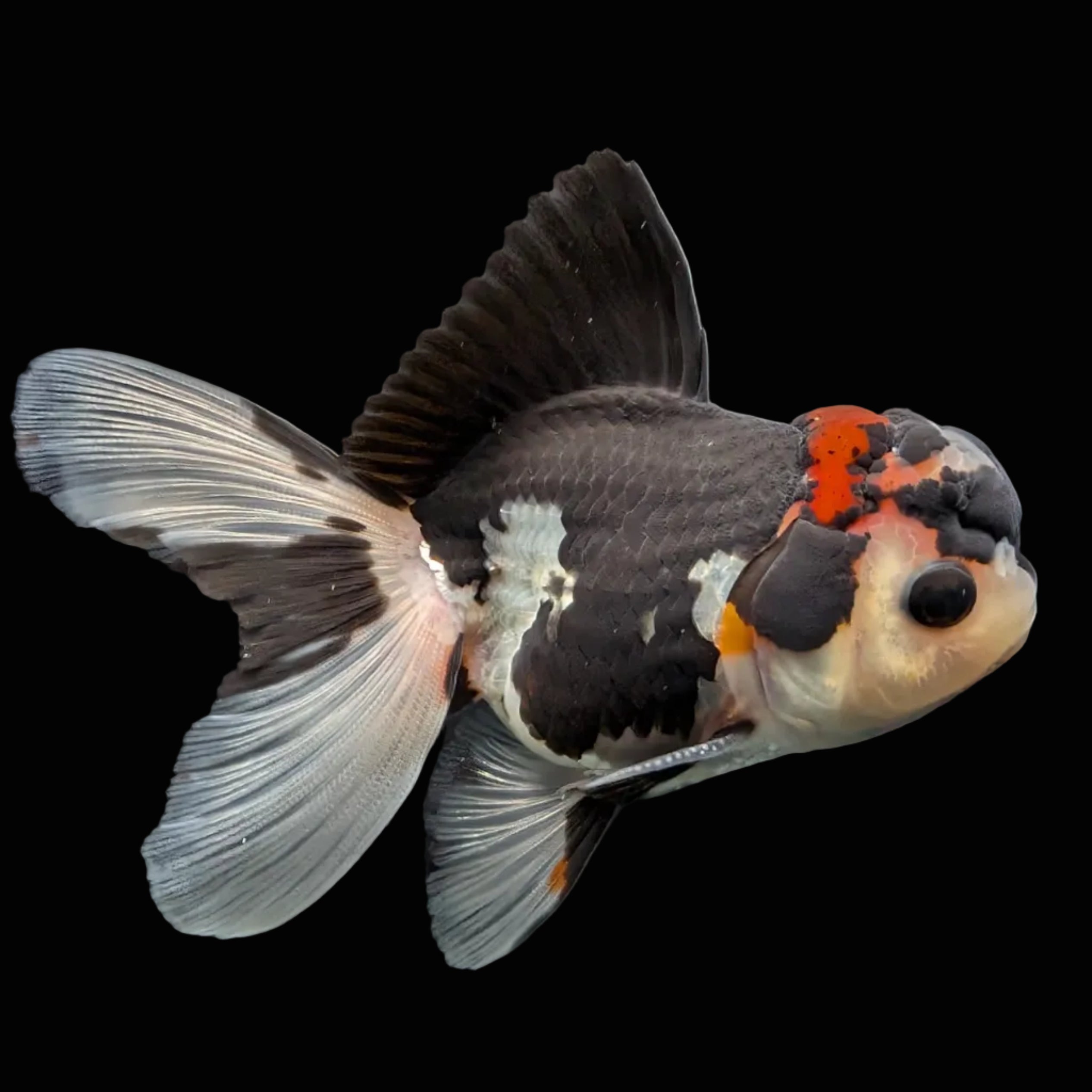 Thai Juvenile Oranda Tricolor 3.5"-4"in.  ID#731T1A-053