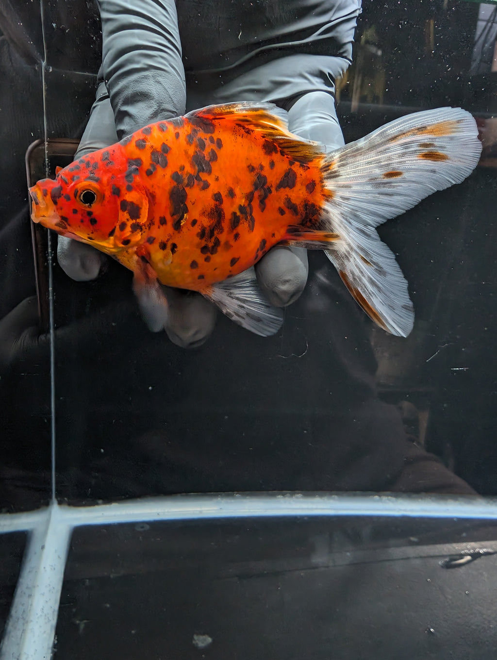 Tamasaba Calico 4" in. ID#1023TM1B-023