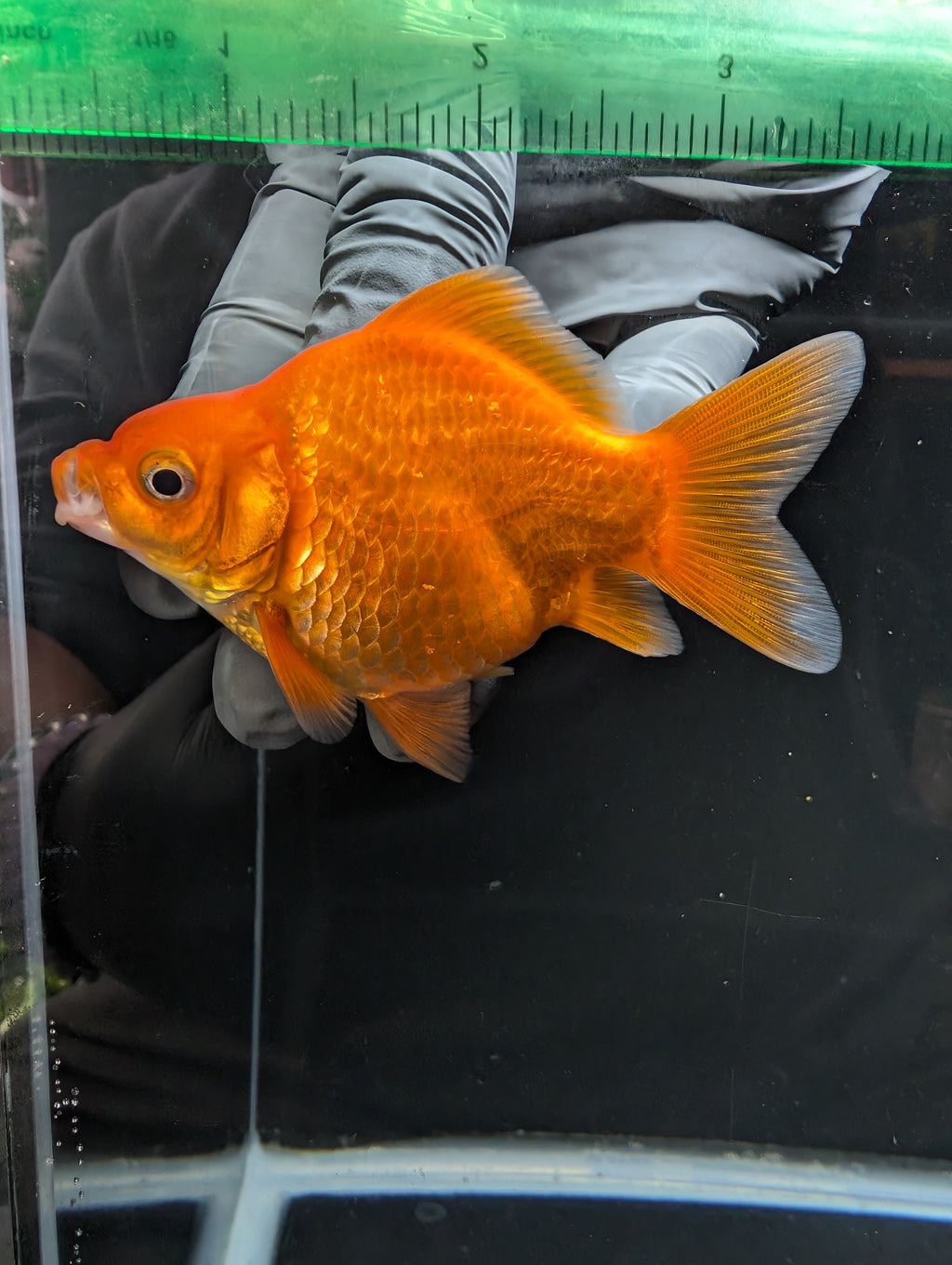 Tamasaba Red White 3.5"in. ID#1023TM1B-030