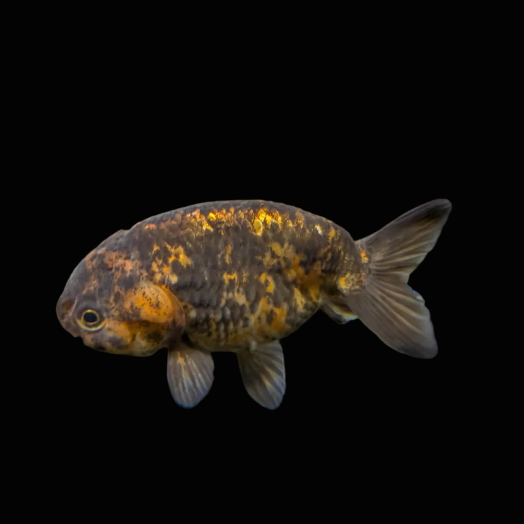 Ranchu Calico 3"-3.5" in. ID#424R13A-015