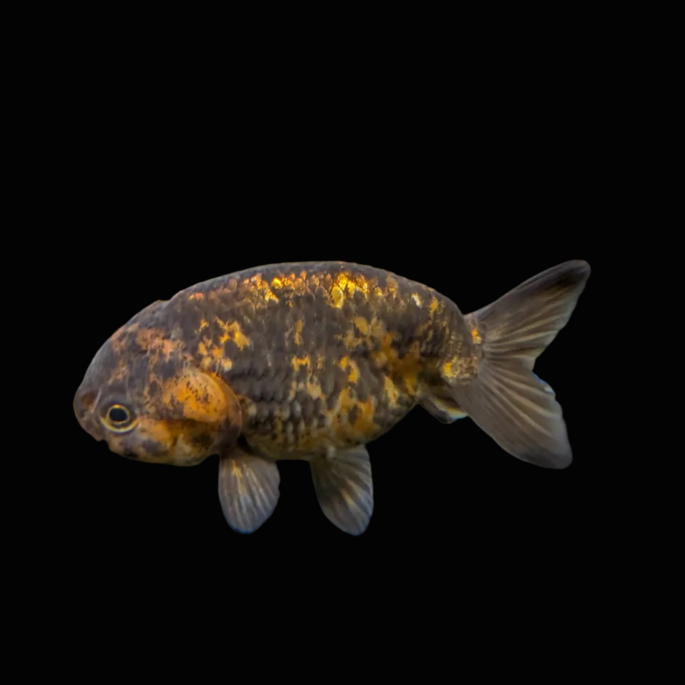 Ranchu Calico 3"-3.5" in. ID#424R13A-015