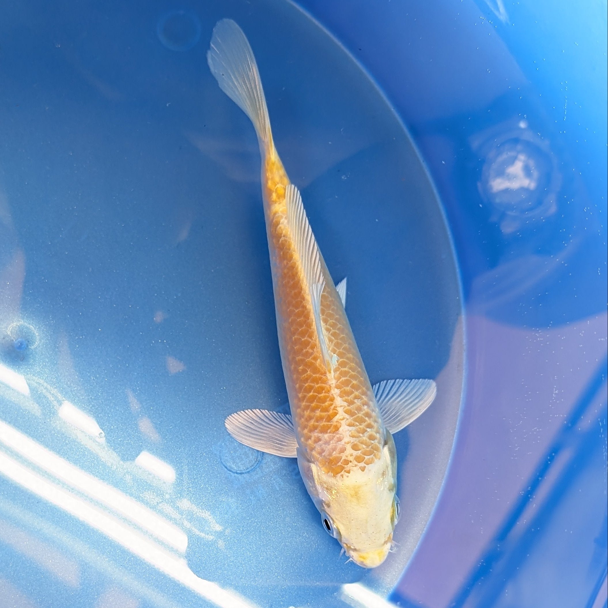 Yamabuki Ogon Koi  5"-6"in. ID#806BFK-011