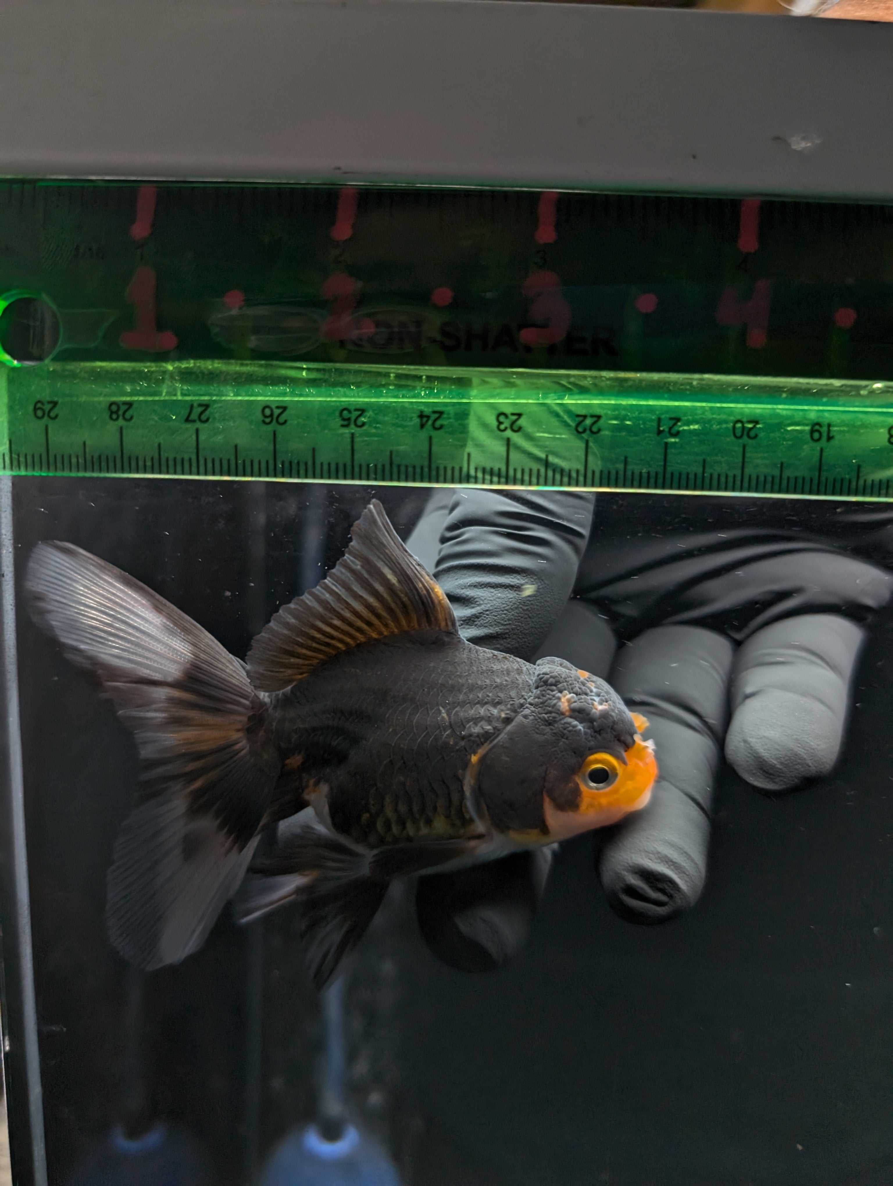 Thai Juvenile Oranda Tricolor 3"-3.5" in.  ID#626T1A-001