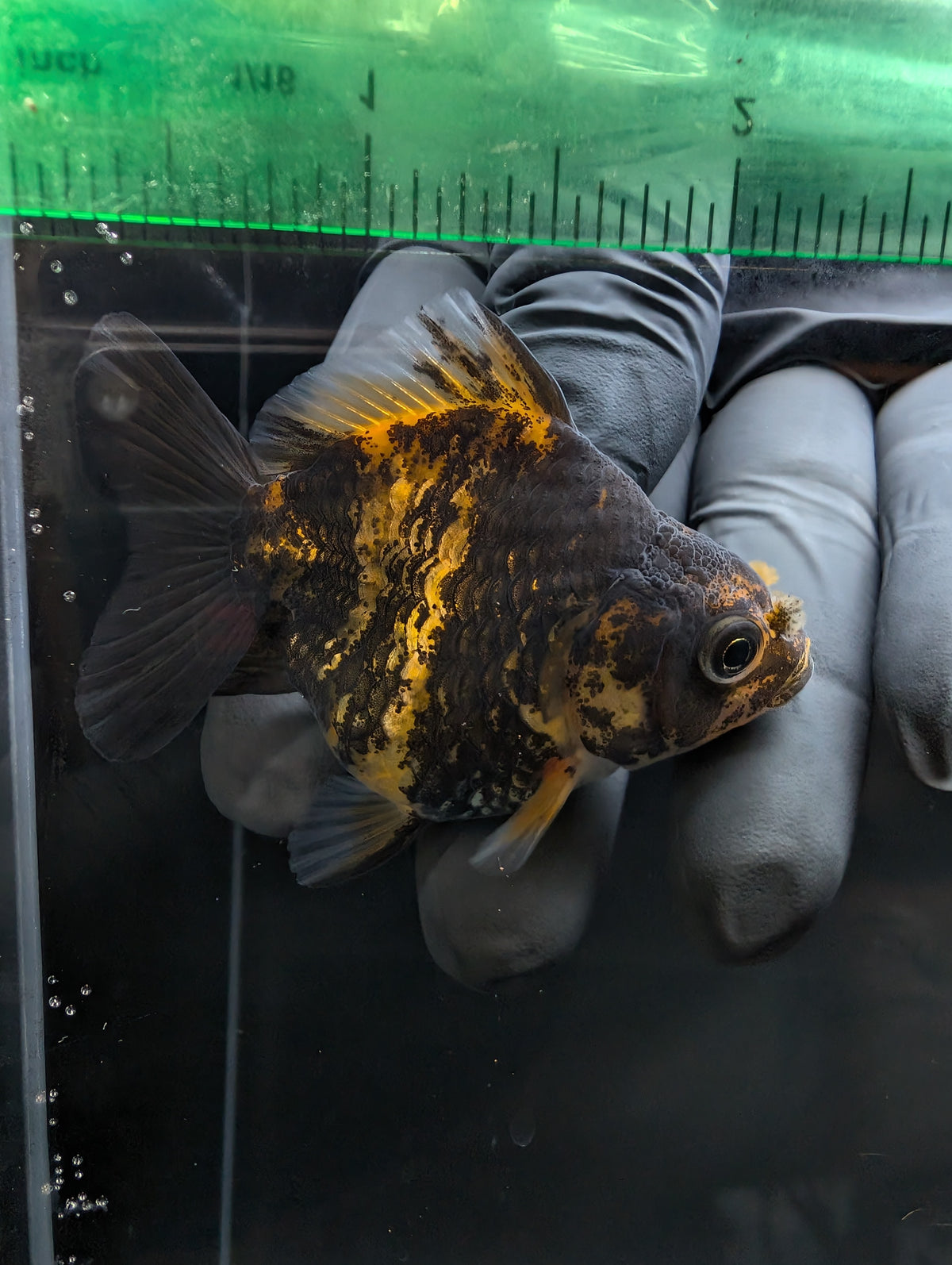 Baby Thai Shogun Oranda Tiger Calico 2"-2.5" in. ID#1023BSG11A-024