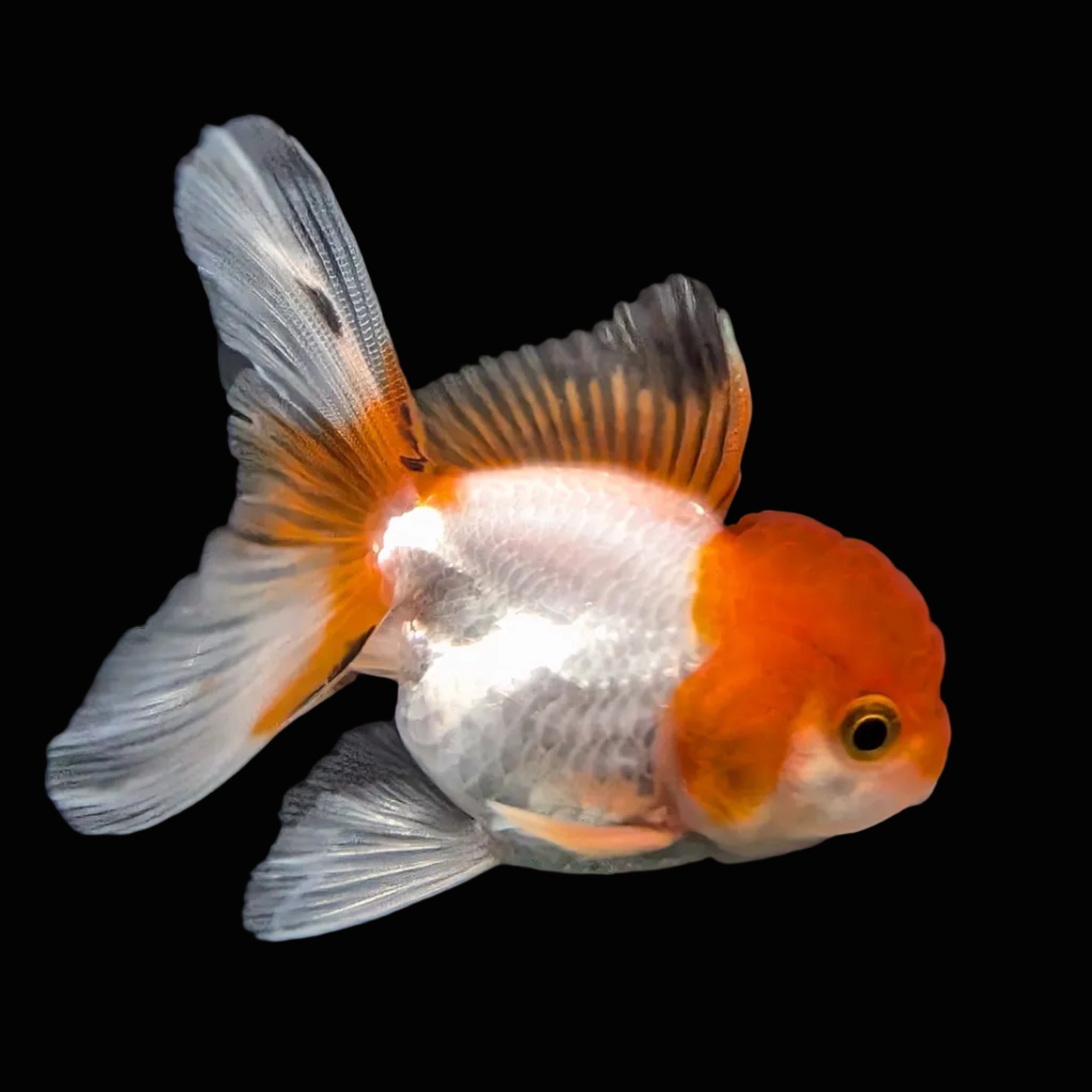 Juvenile Oranda Tricolor 3.5"-4" in.  ID#417T7A-007