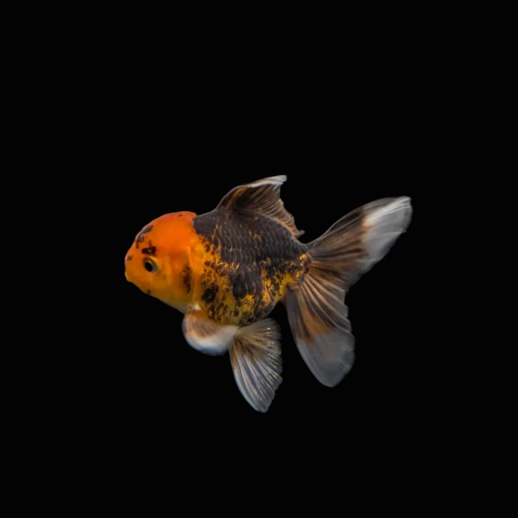 Juvenile Oranda Tricolor 3.5"-4" in.  ID#320T13b-018