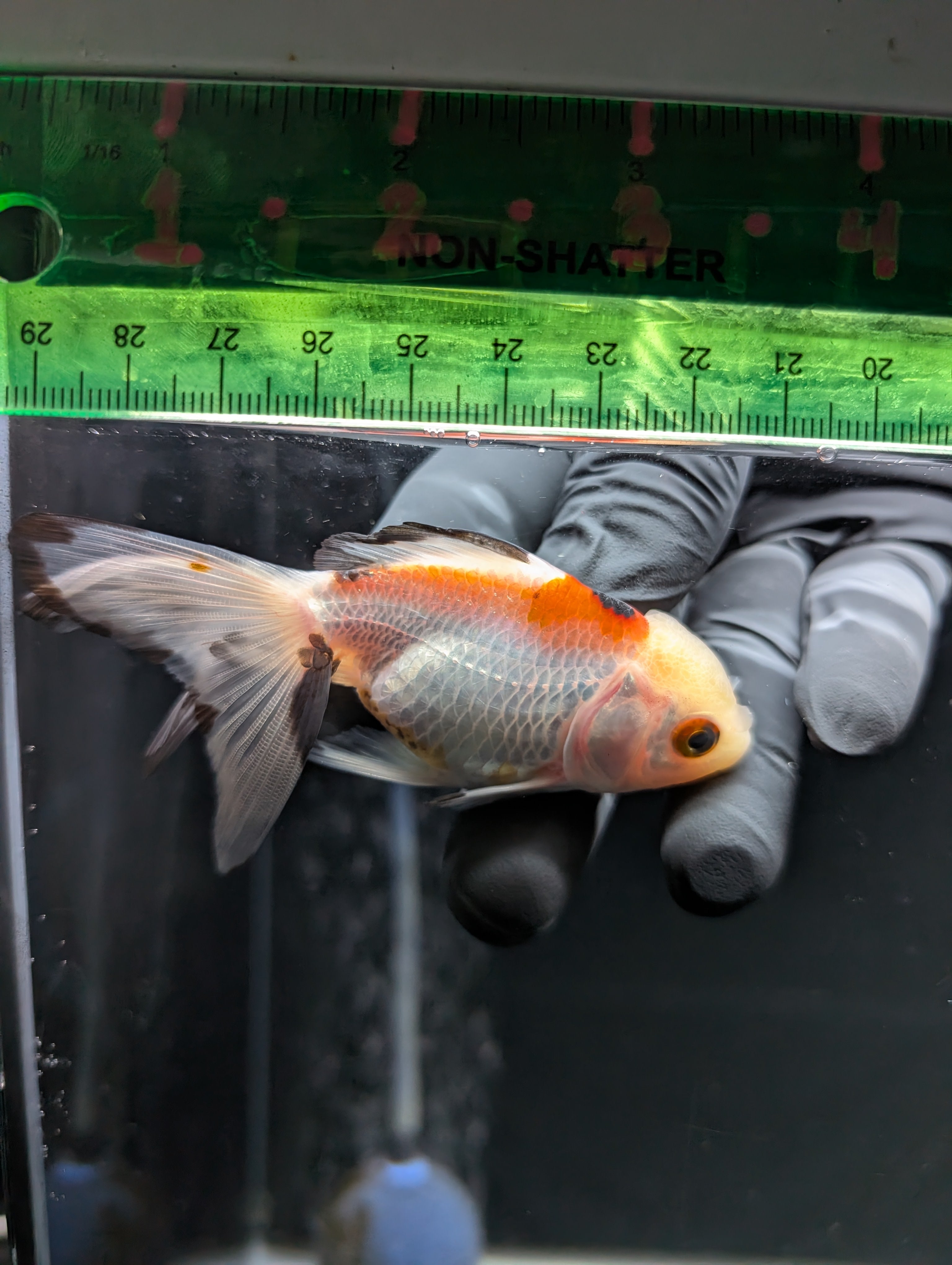 Juvenile Oranda  Tricolor 3"-3.5"in.  ID#619T1A-015