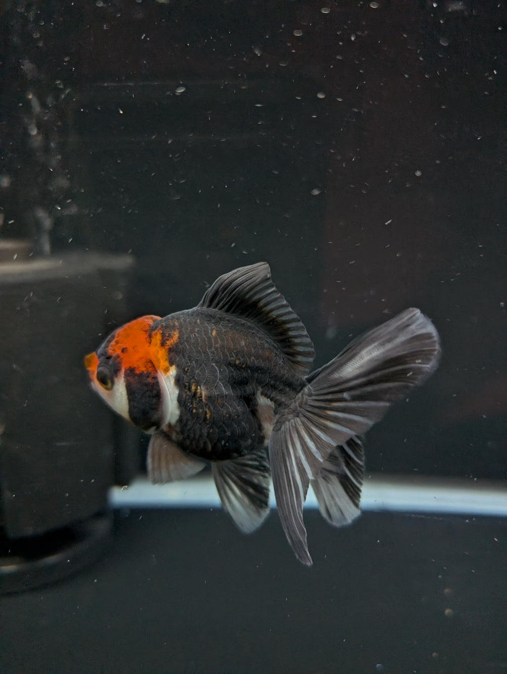 Juvenile Oranda Tricolor 3.5"-4" in.  ID#501T2A-006
