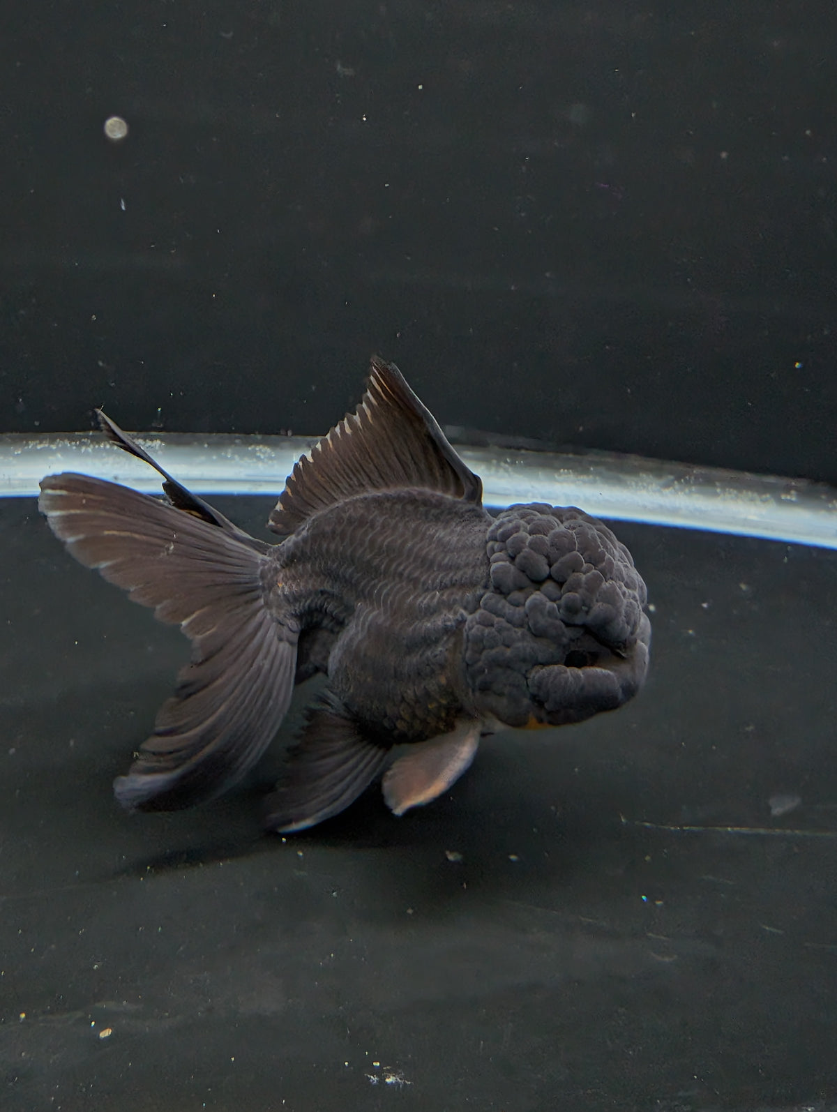 Thai Oranda Godzilla Black 3.5"-4"in.  ID#1023T1A-028