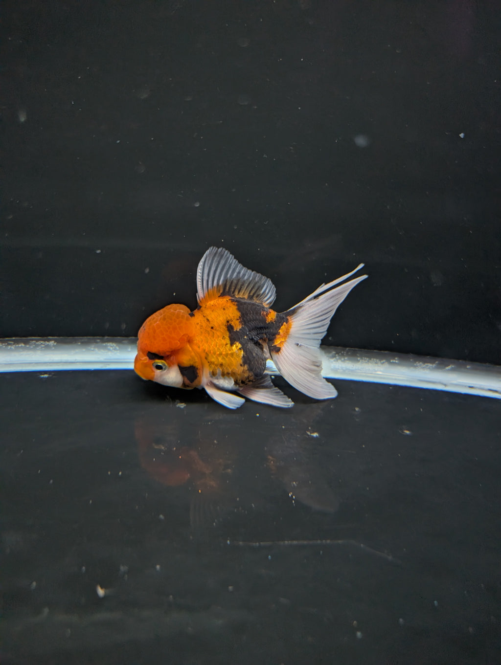 Thai Oranda Tricolor 4"-4.5"in.  ID#1023T1A-025