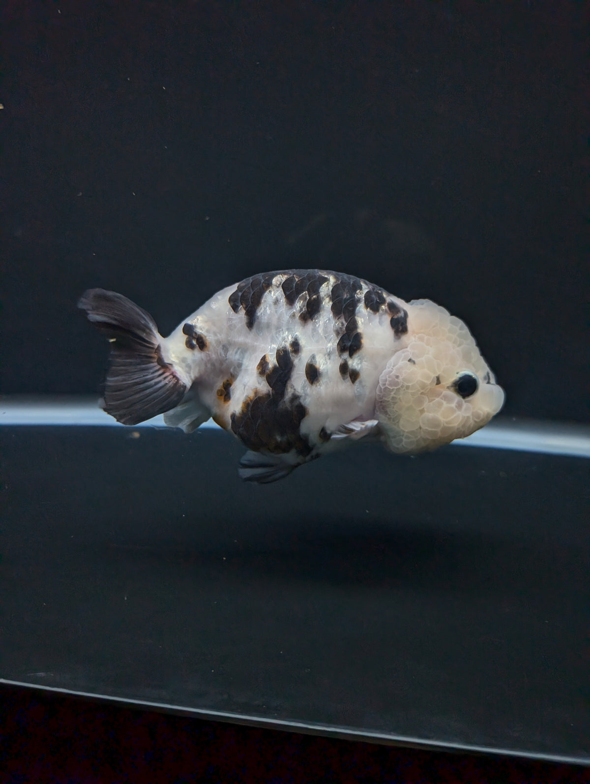 Jumbo Ranchu Milk Cow Calico 4.5"-5" in. ID#904R8A-001