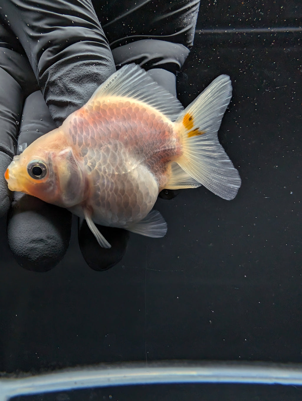 Baby Thai Shogun Oranda Red White 2"-2.5" in. ID#1016BSG11A-004