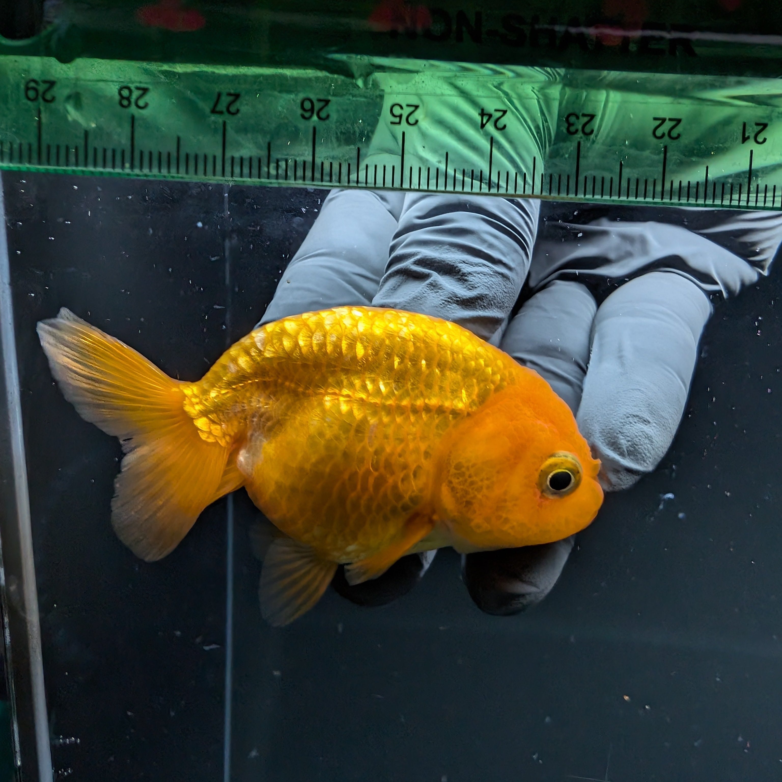 Ranchu Red White 2.5"-3" in. ID#724R4A-030