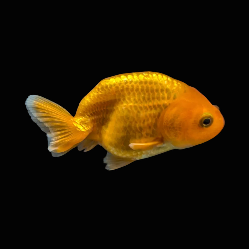 Ranchu Red White 3"-3.5" in. ID#403R7A-008