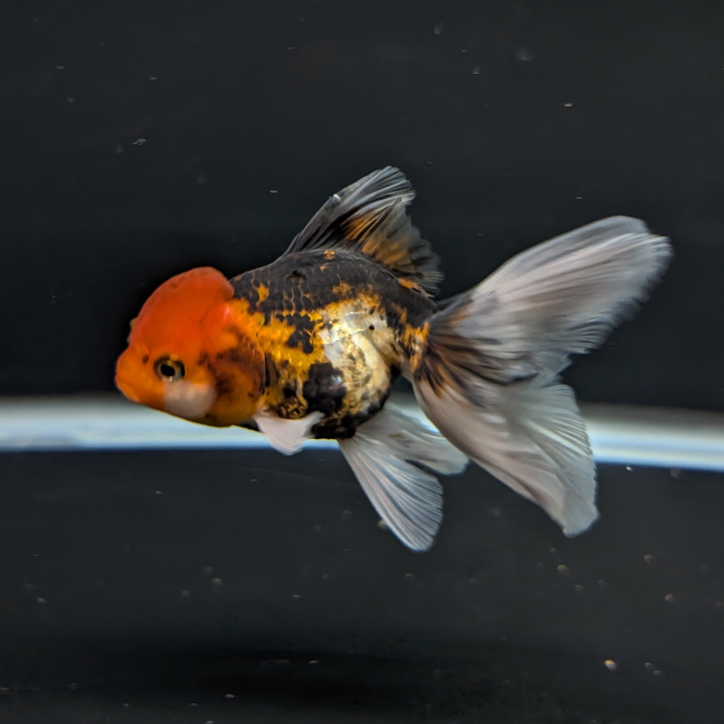 Thai Juvenile Oranda Tricolor 3"-3.5" in.  ID#717T1A-005