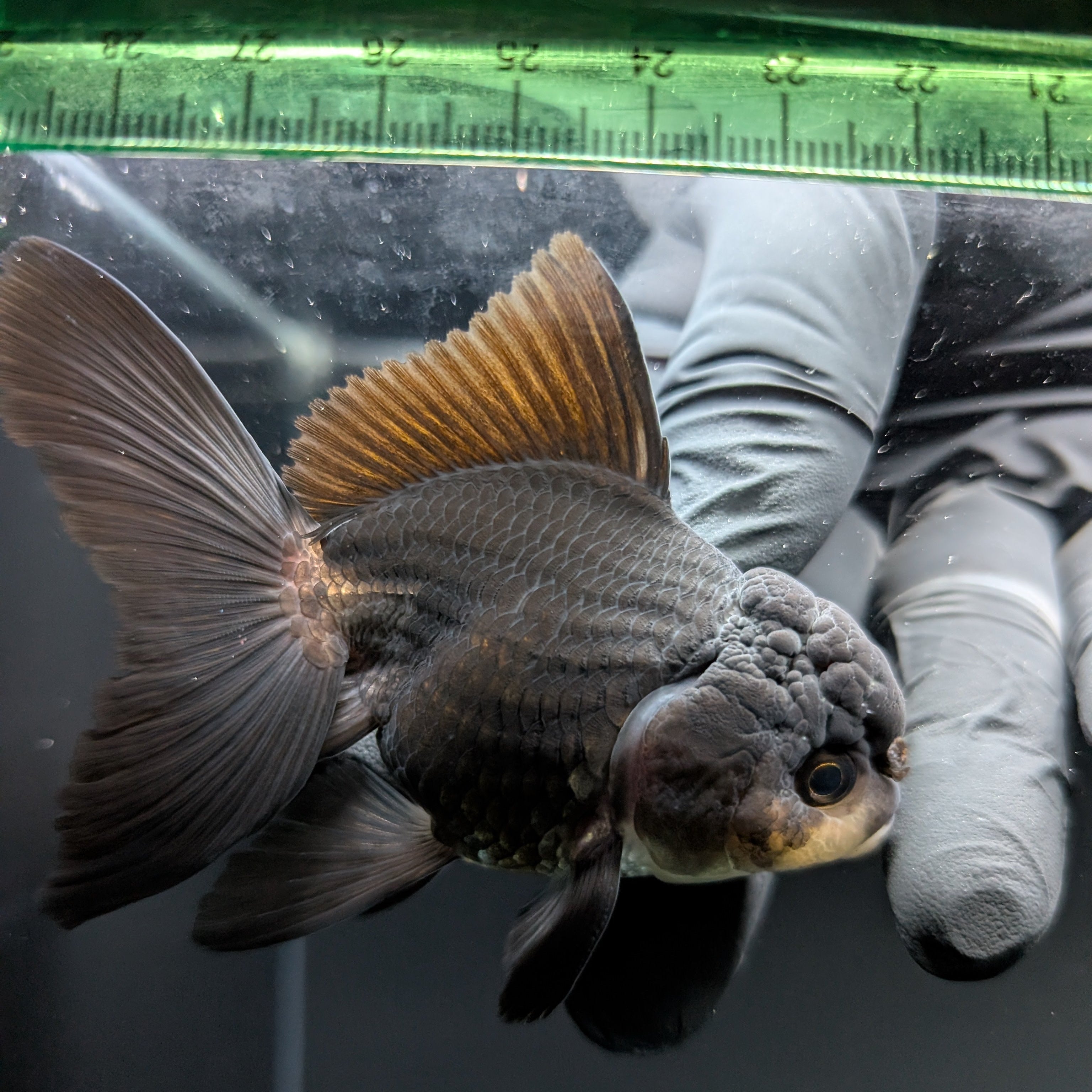 Thai Juvenile Oranda Panda Black 3"-3.5" in.  ID#724T1A-030