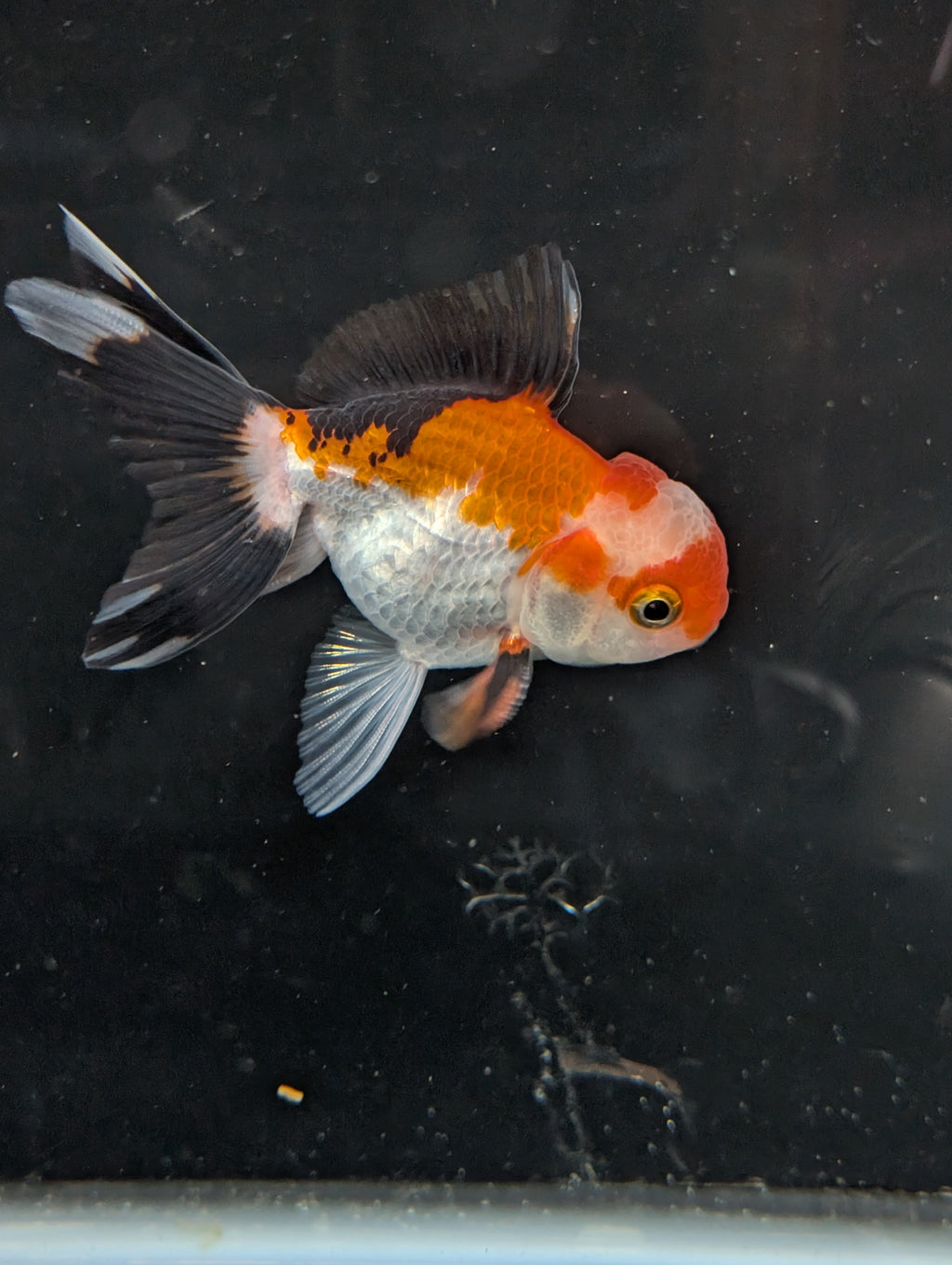 Juvenile Oranda Tricolor 3.5"-4" in.  ID#410T8A-018