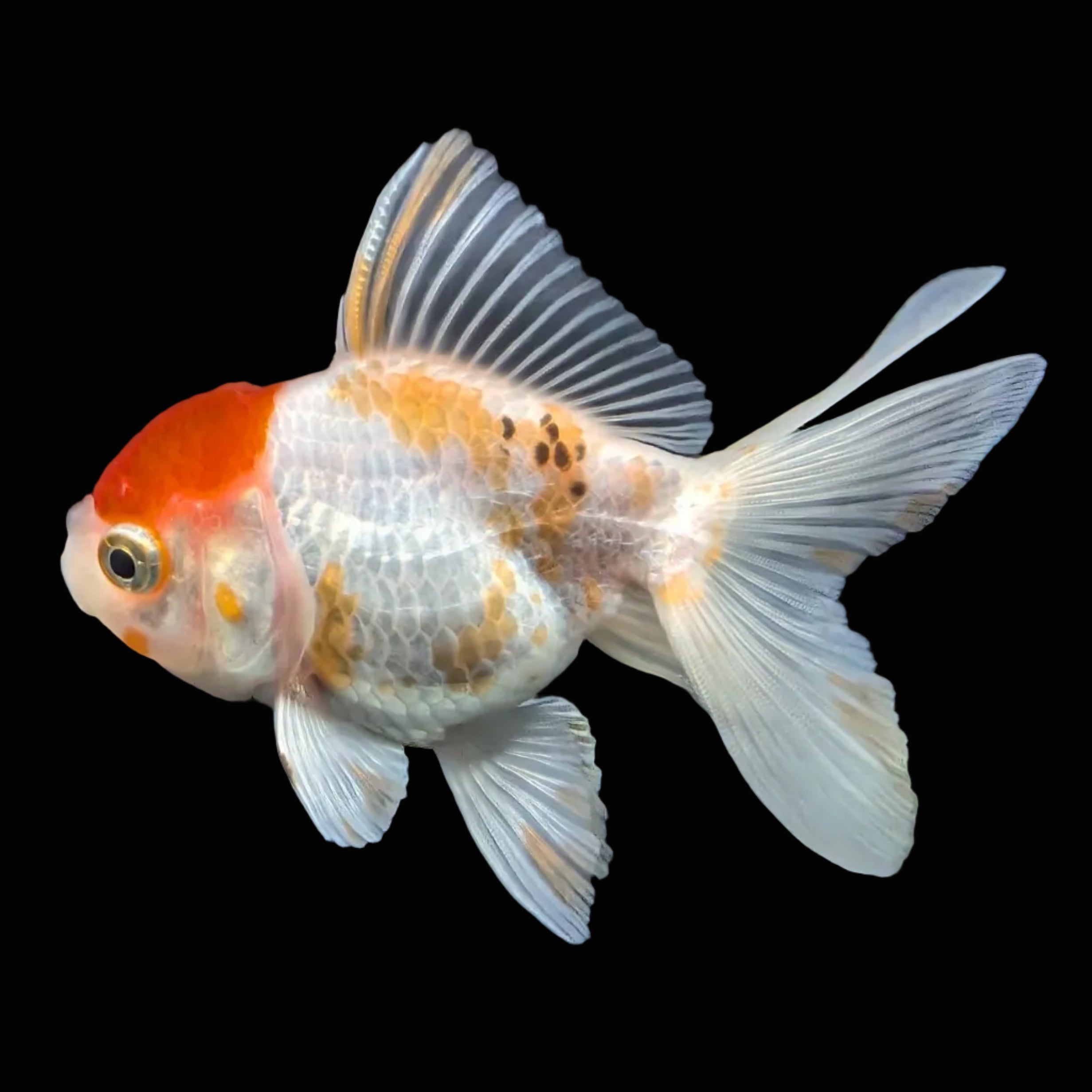 Thai Juvenile Oranda Red White 3"-3.5" in.  ID#724T1A-026