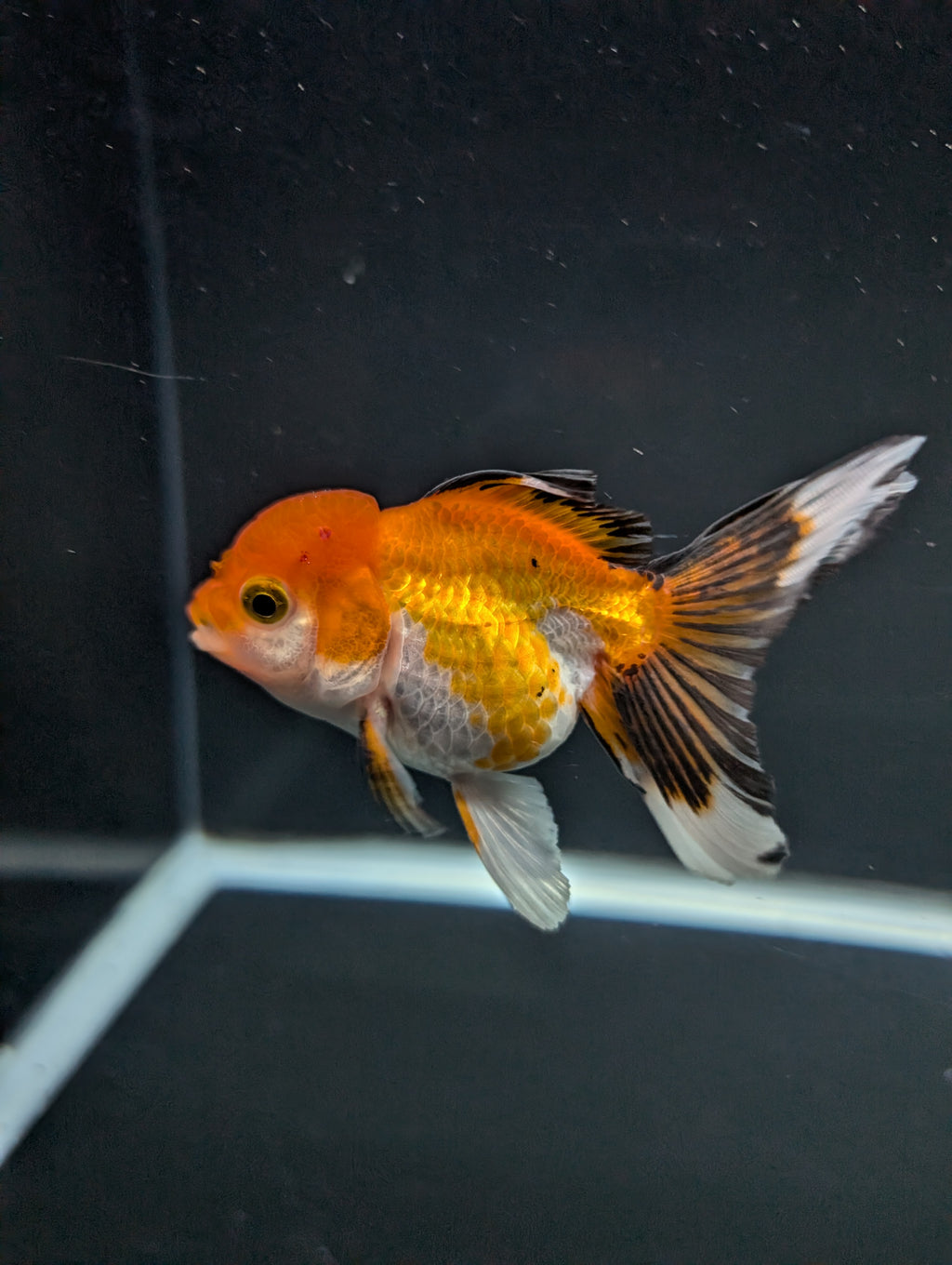 Juvenile Oranda Tricolor 3.5"-4" in.  ID#508T2A-022