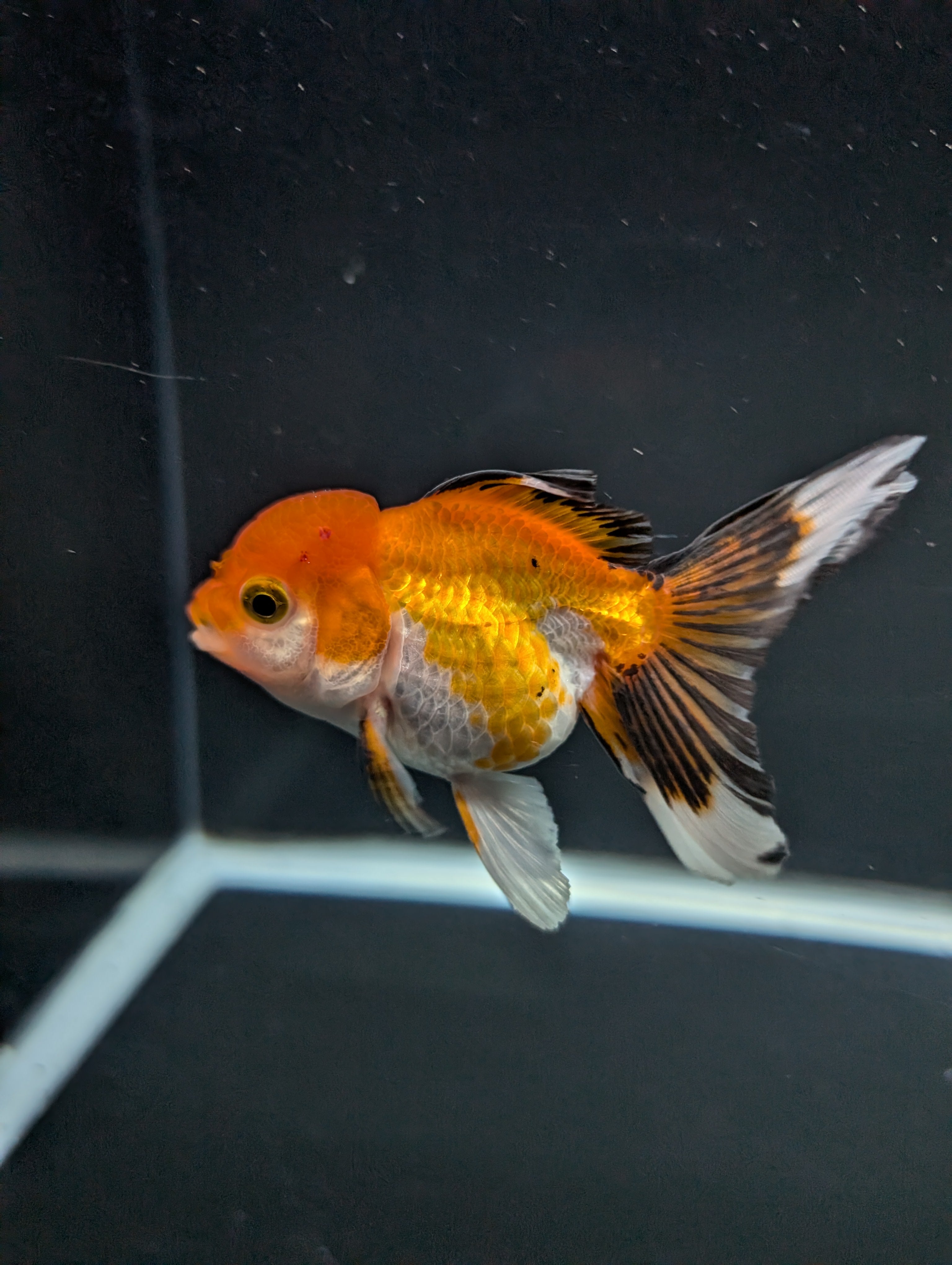 Juvenile Oranda Tricolor 3.5"-4" in.  ID#508T2A-022
