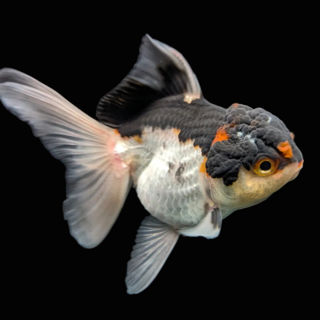 Thai Juvenile Oranda Tricolor 3"-3.5" in.  ID#717T1A-003