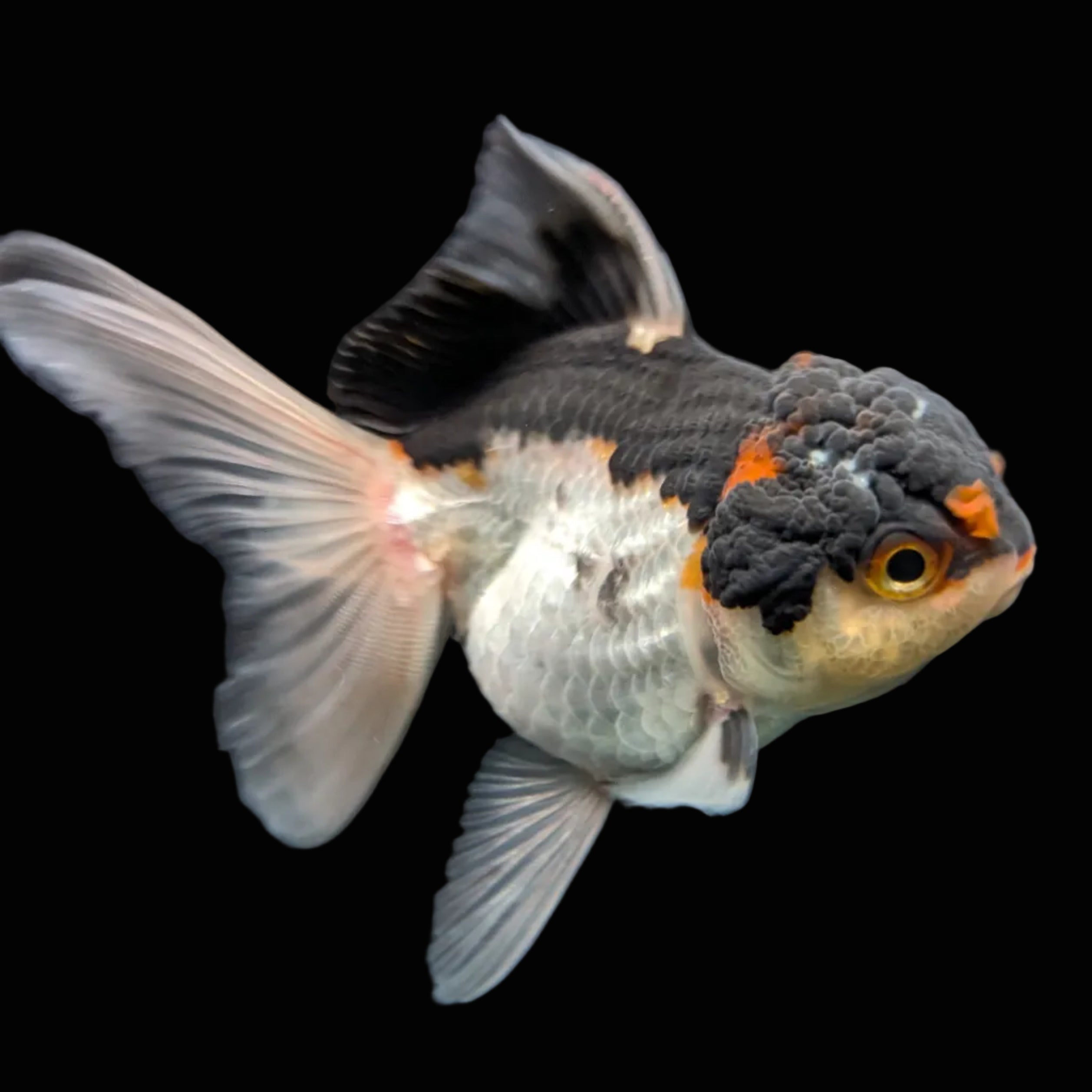 Thai Juvenile Oranda Tricolor 3"-3.5" in.  ID#717T1A-003