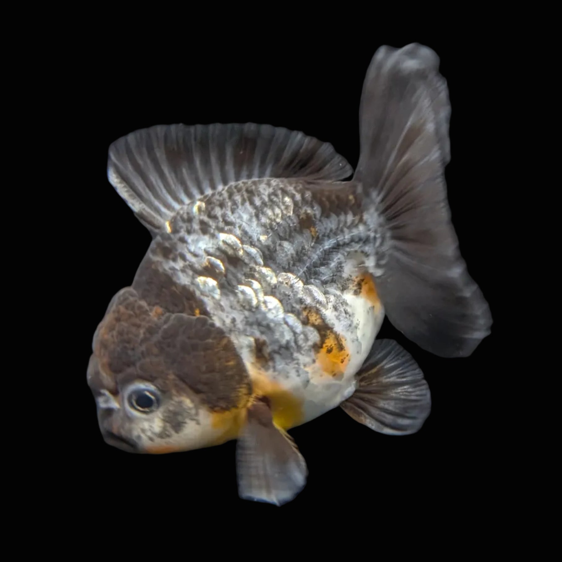 Thai Oranda Shogun Kirin Calico 4" in. ID#626SG7A-001