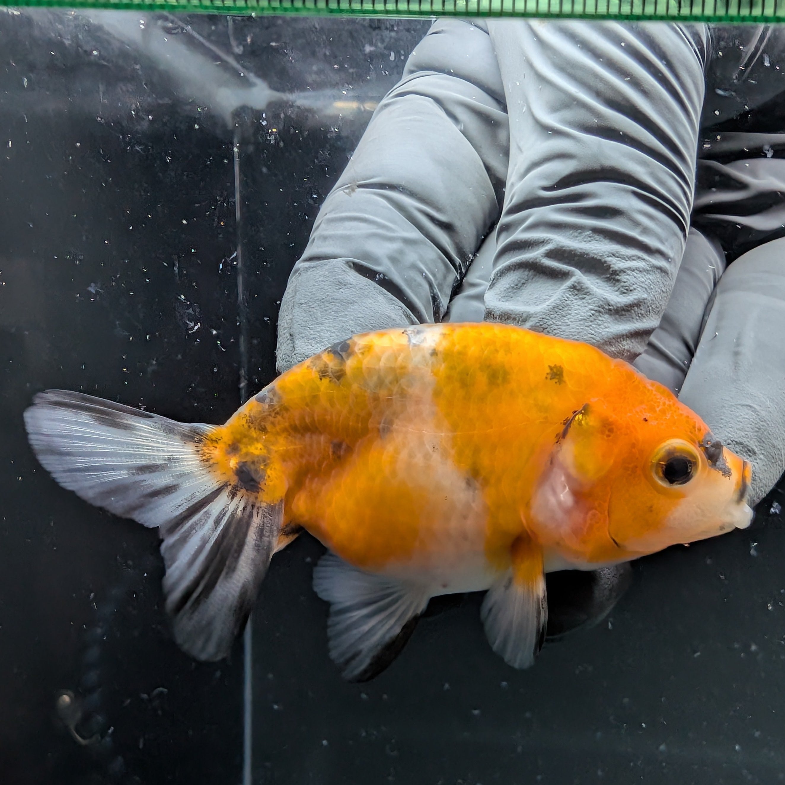 Ranchu Calico 2.5"-3" in. ID#724R4A-035