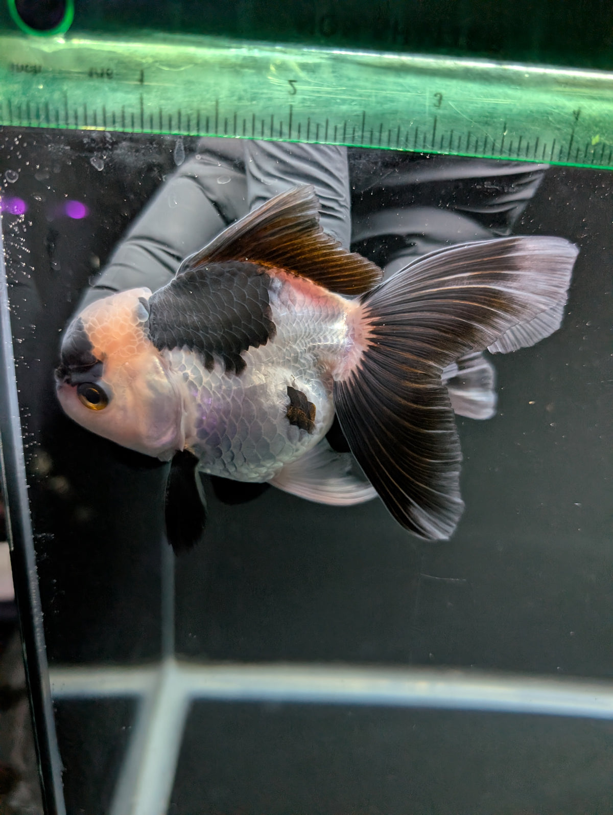 Thai Oranda Panda 4"-4.5"in.  ID#1016T1A-005